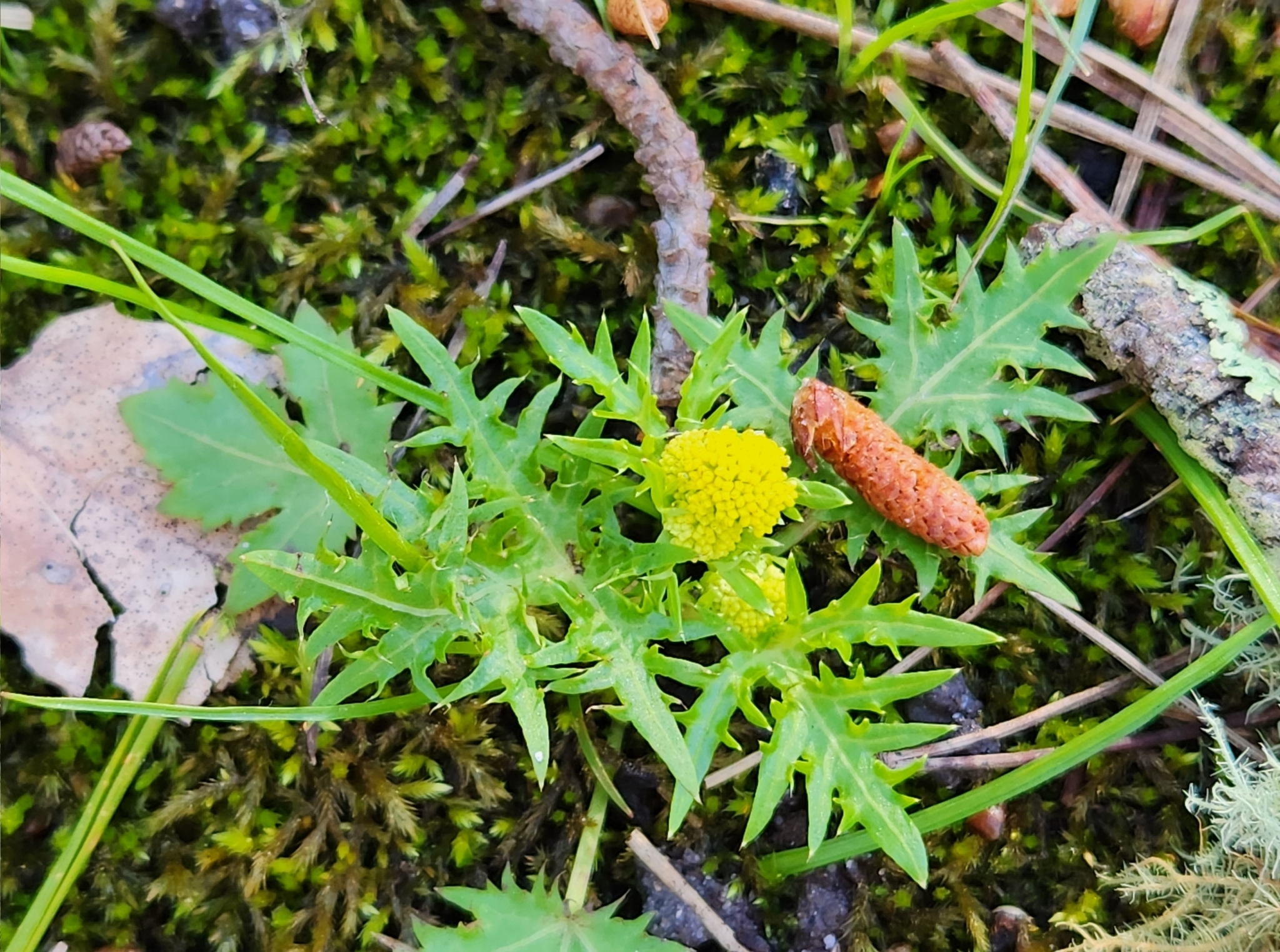 Laceleaf Sanicle in Monterey County, California (3/6/2023).
