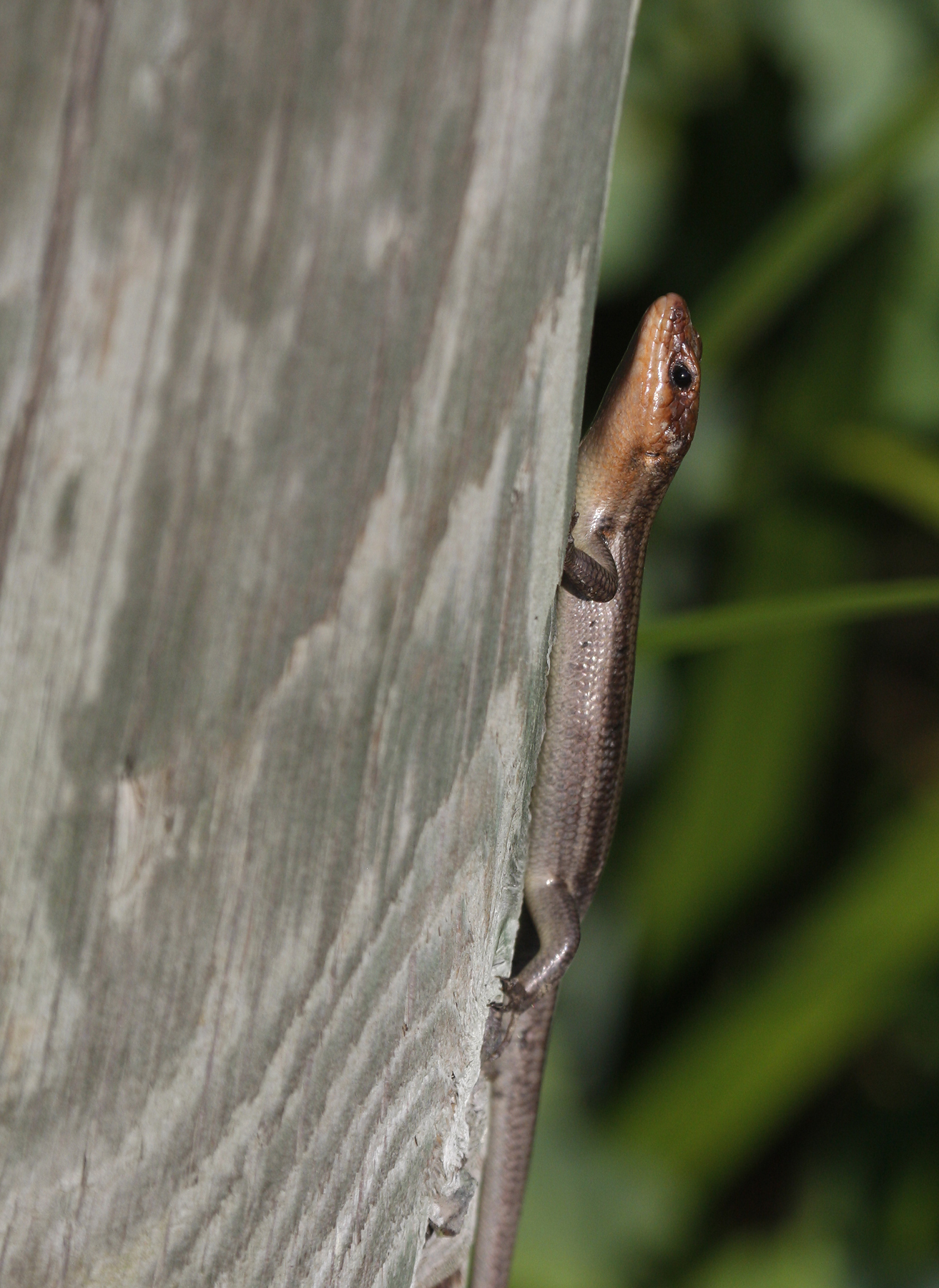 Common Five-lined Skink in Prince George's County, Maryland (6/29/2008).