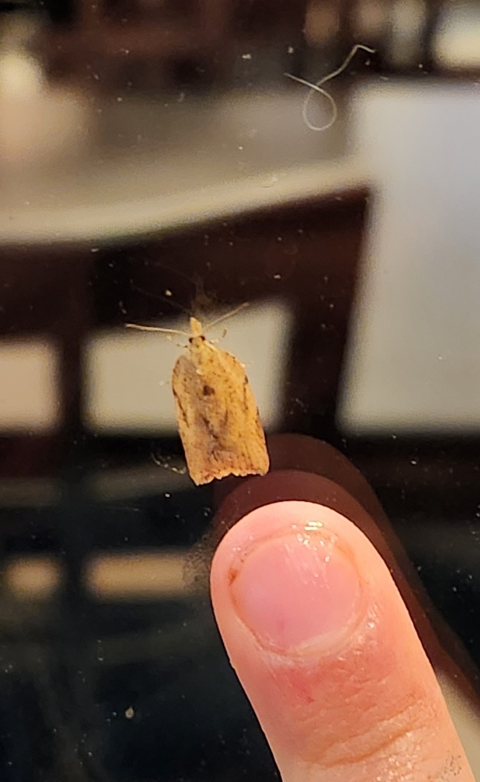 Family Tortricidae in Monterey County, California (3/31/2023).