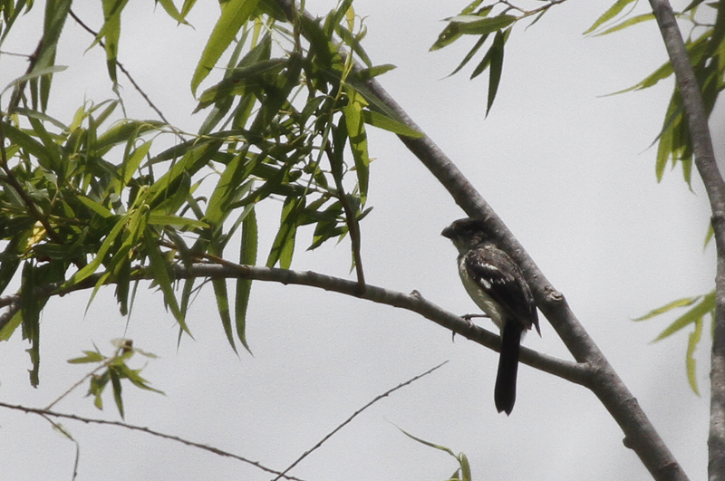 Morelet's Seedeater in Zapata County, Texas (6/3/2015).