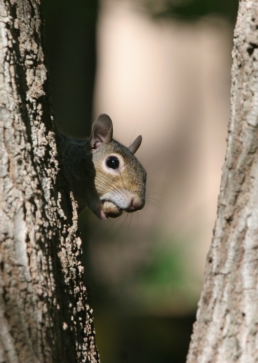 Eastern Gray Squirrel (Sciurus carolinensis)