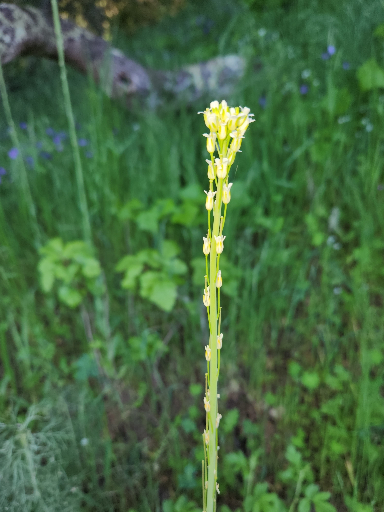 Tower Mustard (Turritis glabra)