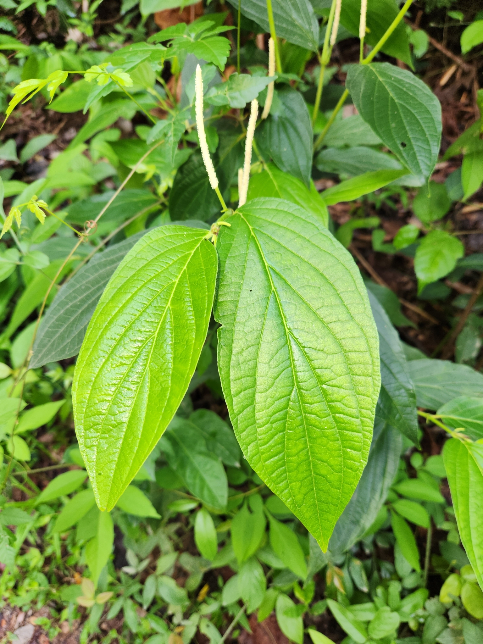 BioFiles  Family Piperaceae (Pepper Plants)