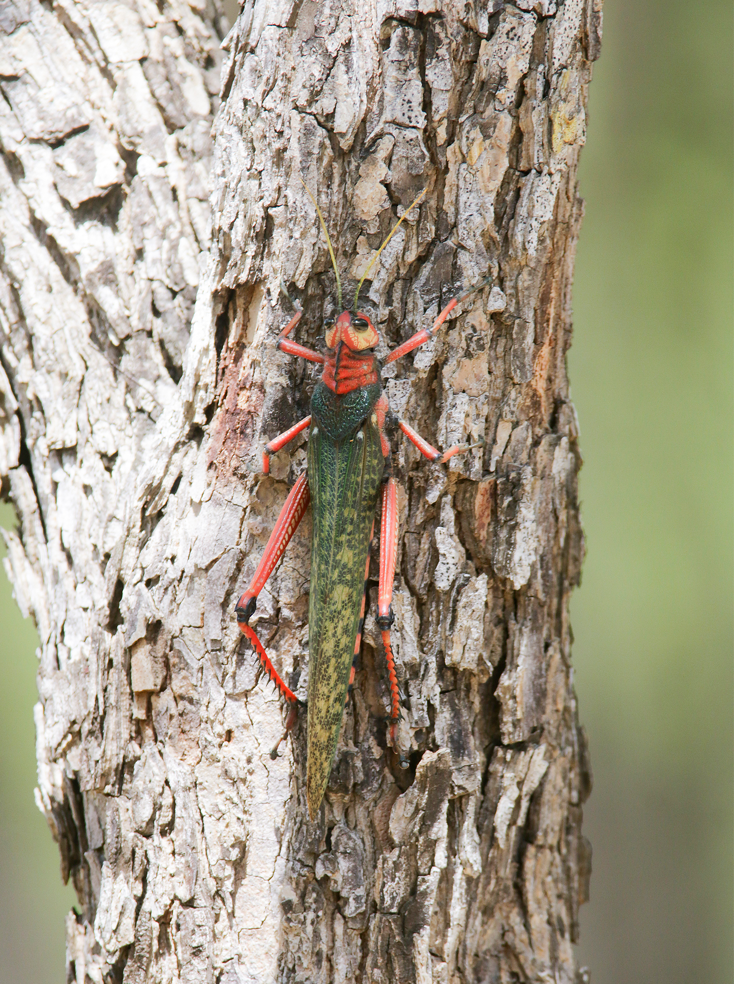 Violet-Winged Grasshopper in La Guajira, Colombia (6/8/2023).