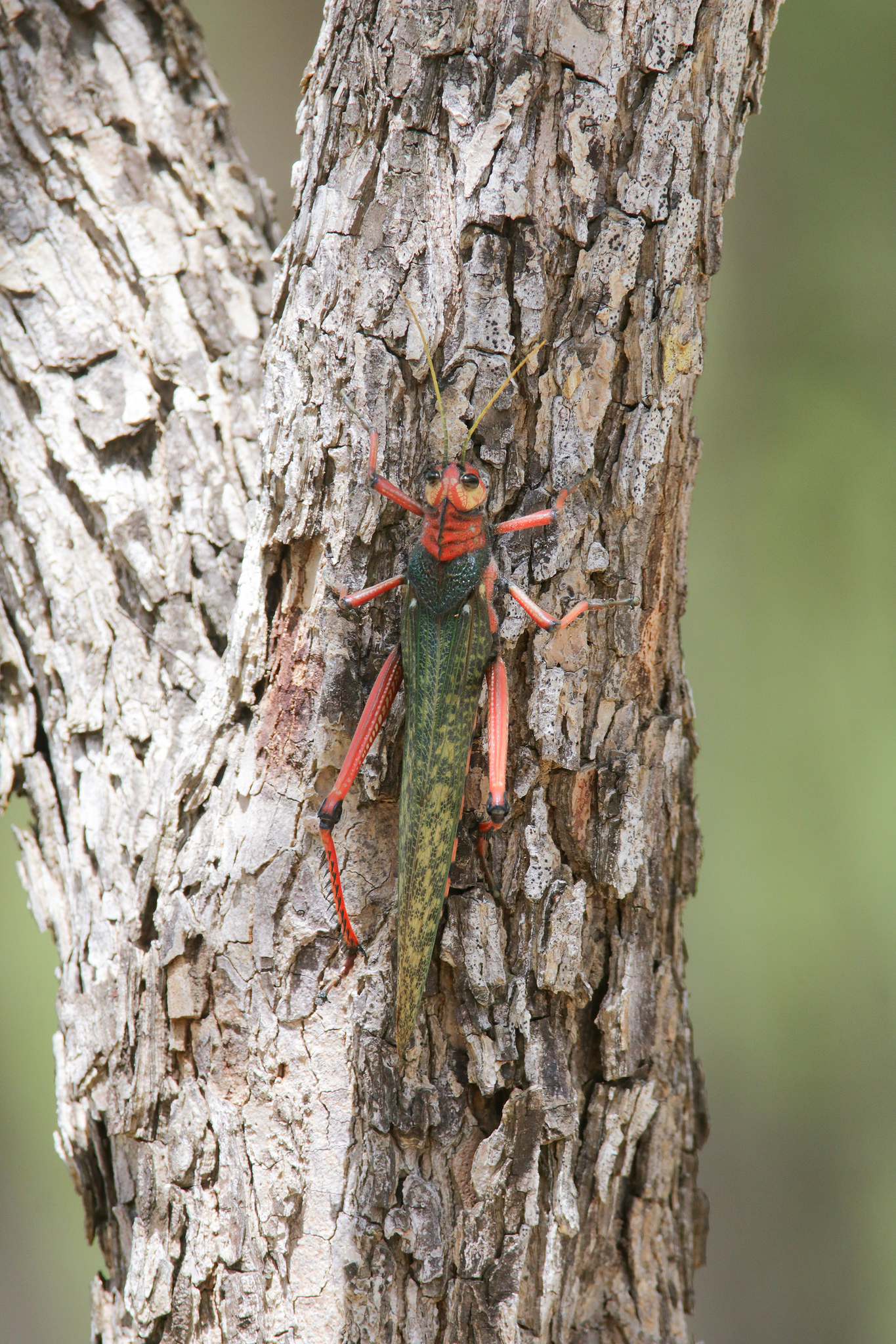 Violet-Winged Grasshopper in La Guajira, Colombia (6/8/2023).