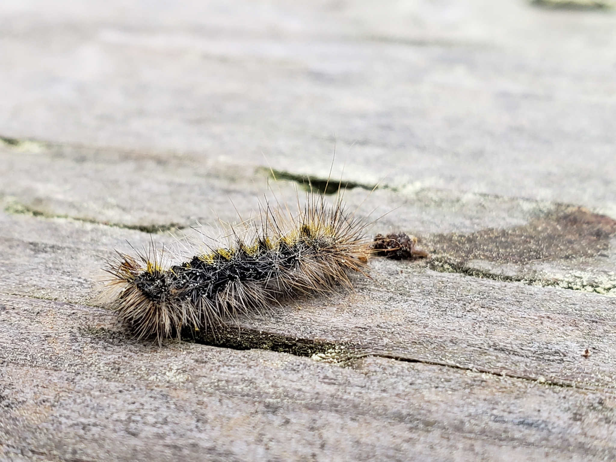 Silver-spotted Tiger Moth (Lophocampa argentata)