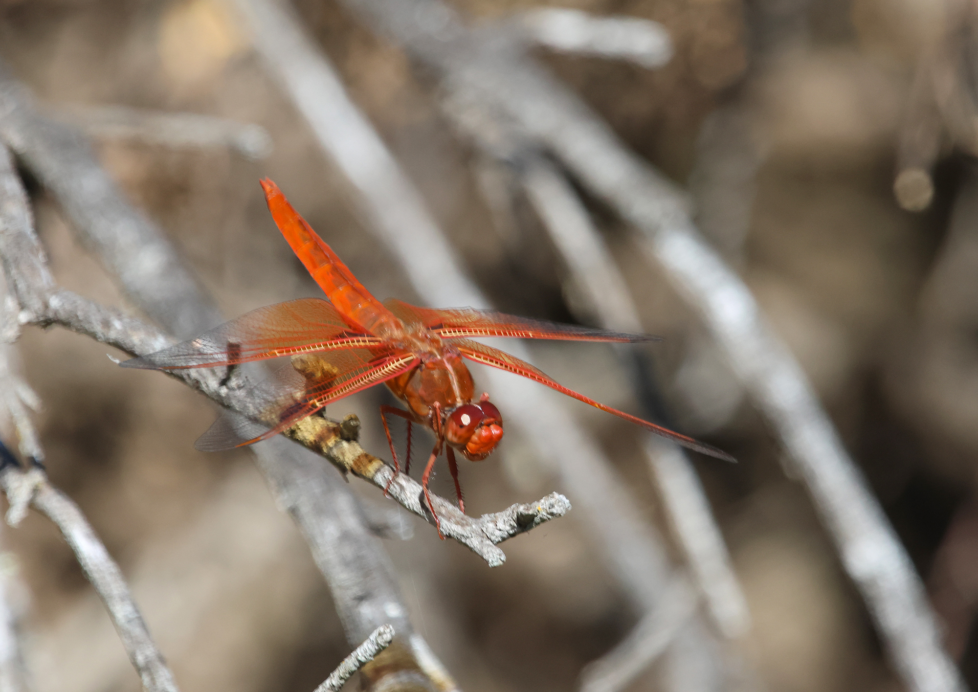 Flame Skimmer in Monterey County, California (8/3/2023).