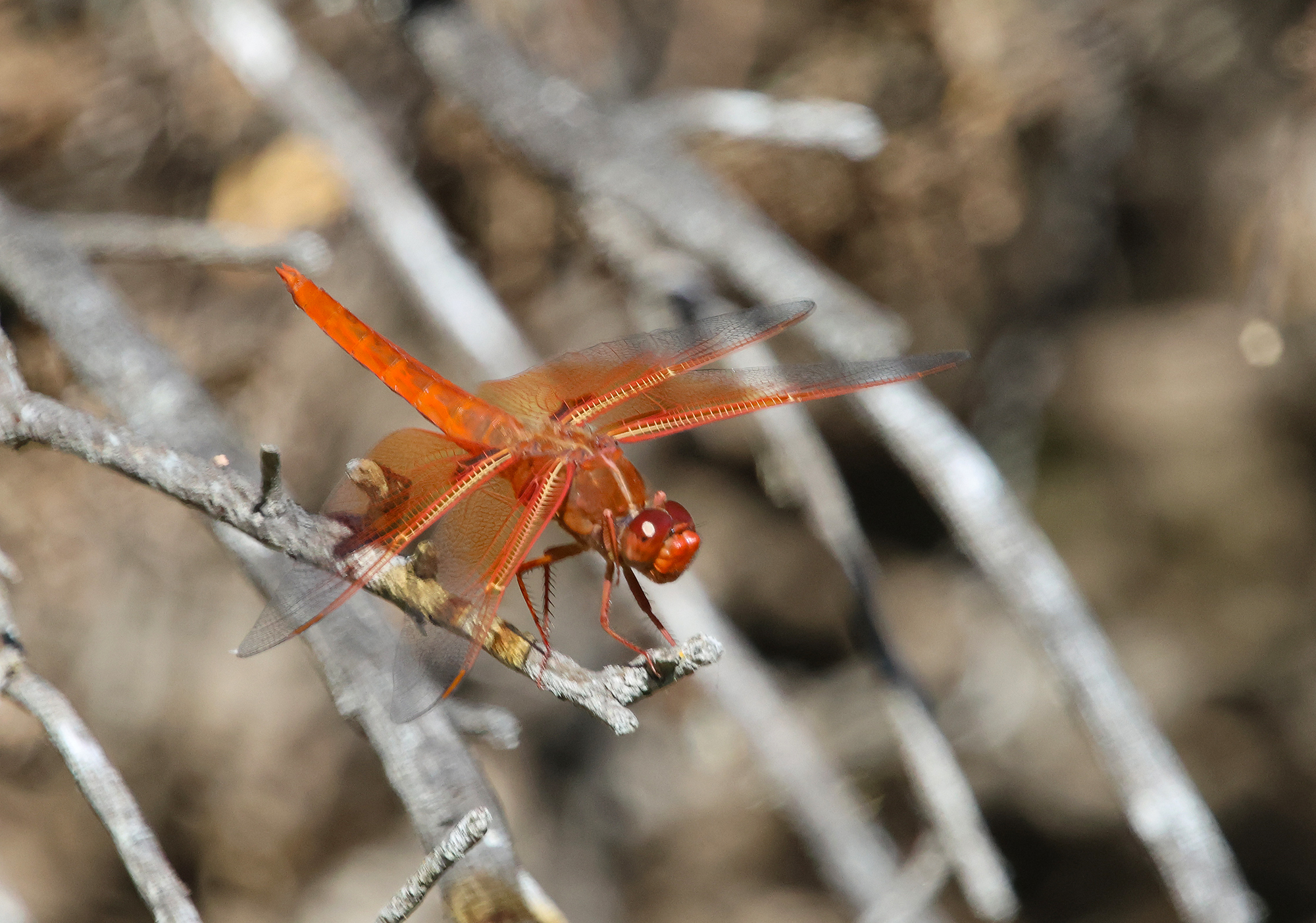 Flame Skimmer in Monterey County, California (8/3/2023).