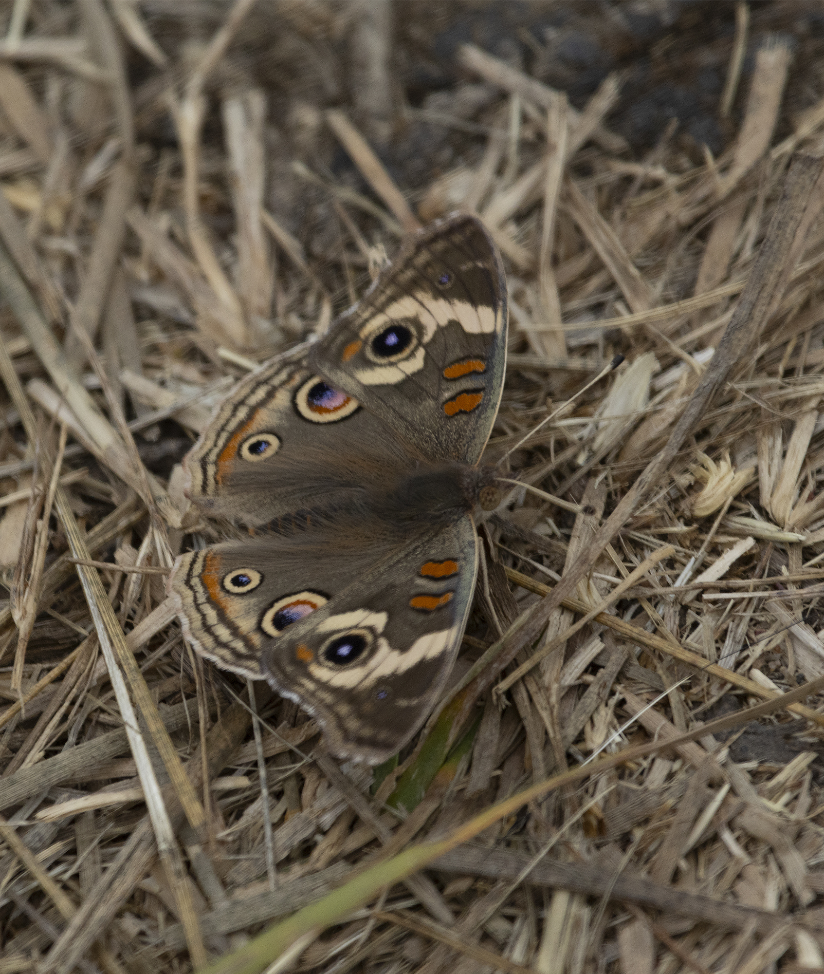 Gray Buckeye (Junonia grisea)