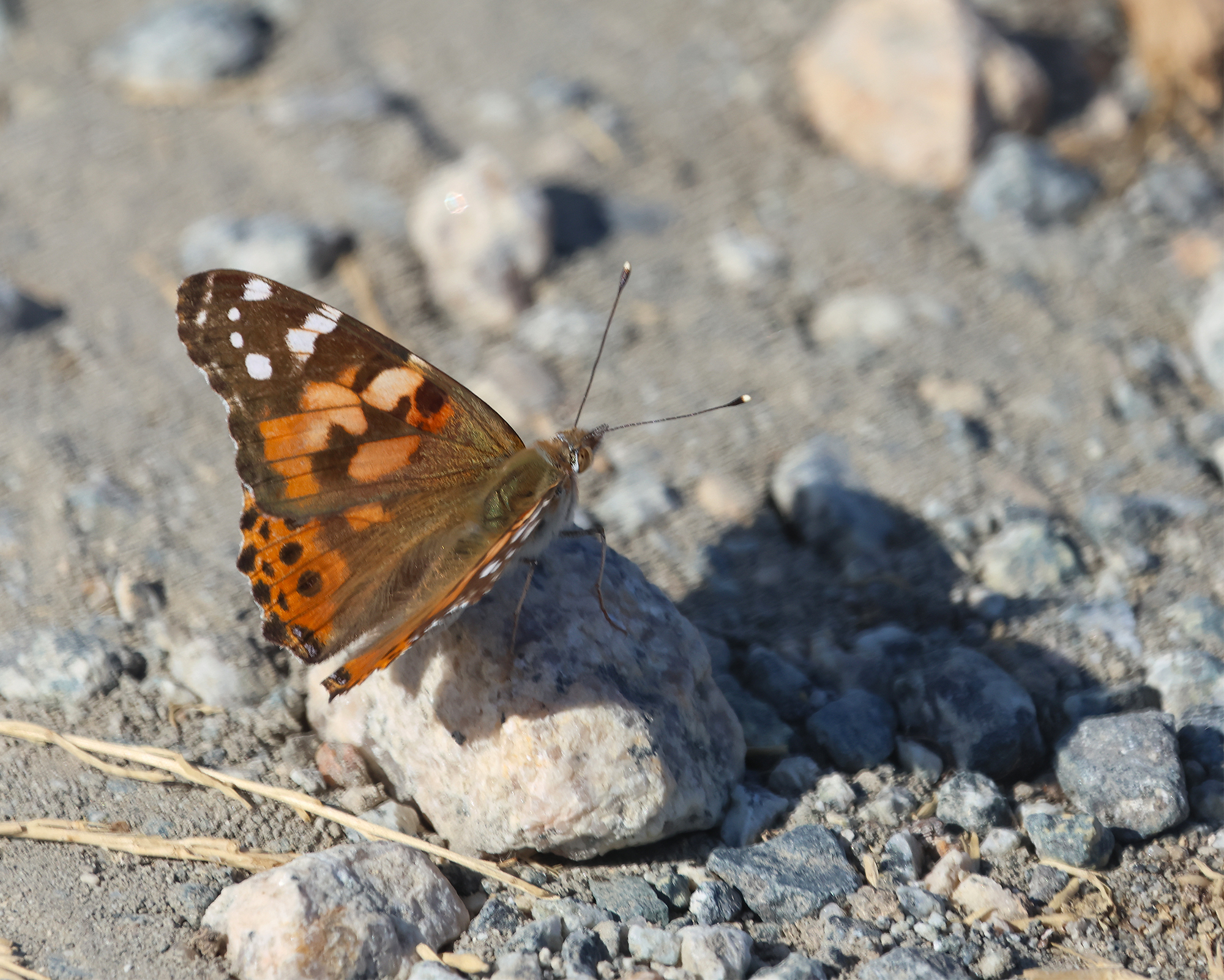 Painted Lady (Vanessa cardui)
