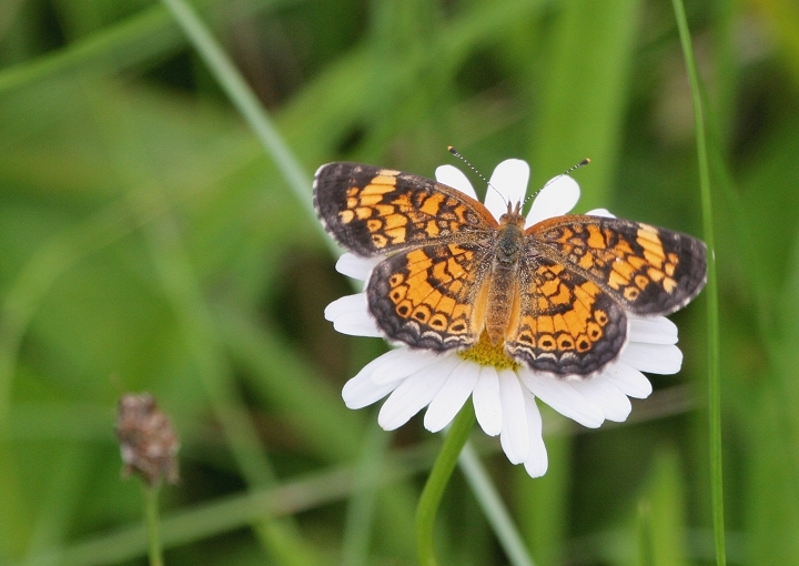 Pearl Crescent (Phyciodes tharos)