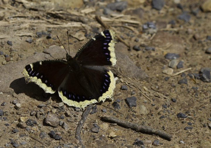 Mourning Cloak (Nymphalis antiopa)