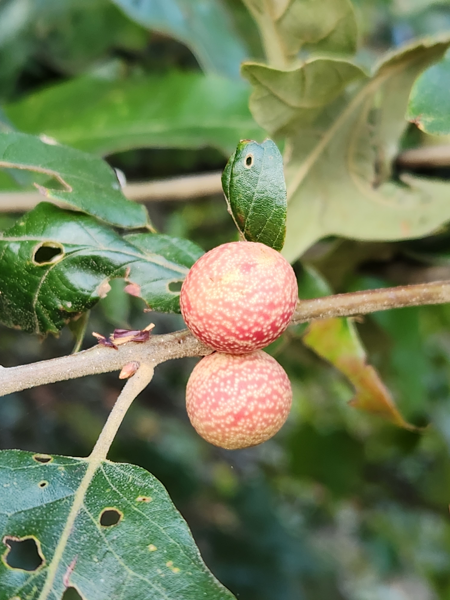 Banded Bullet Gall Wasp (Kokkocynips imbricariae)