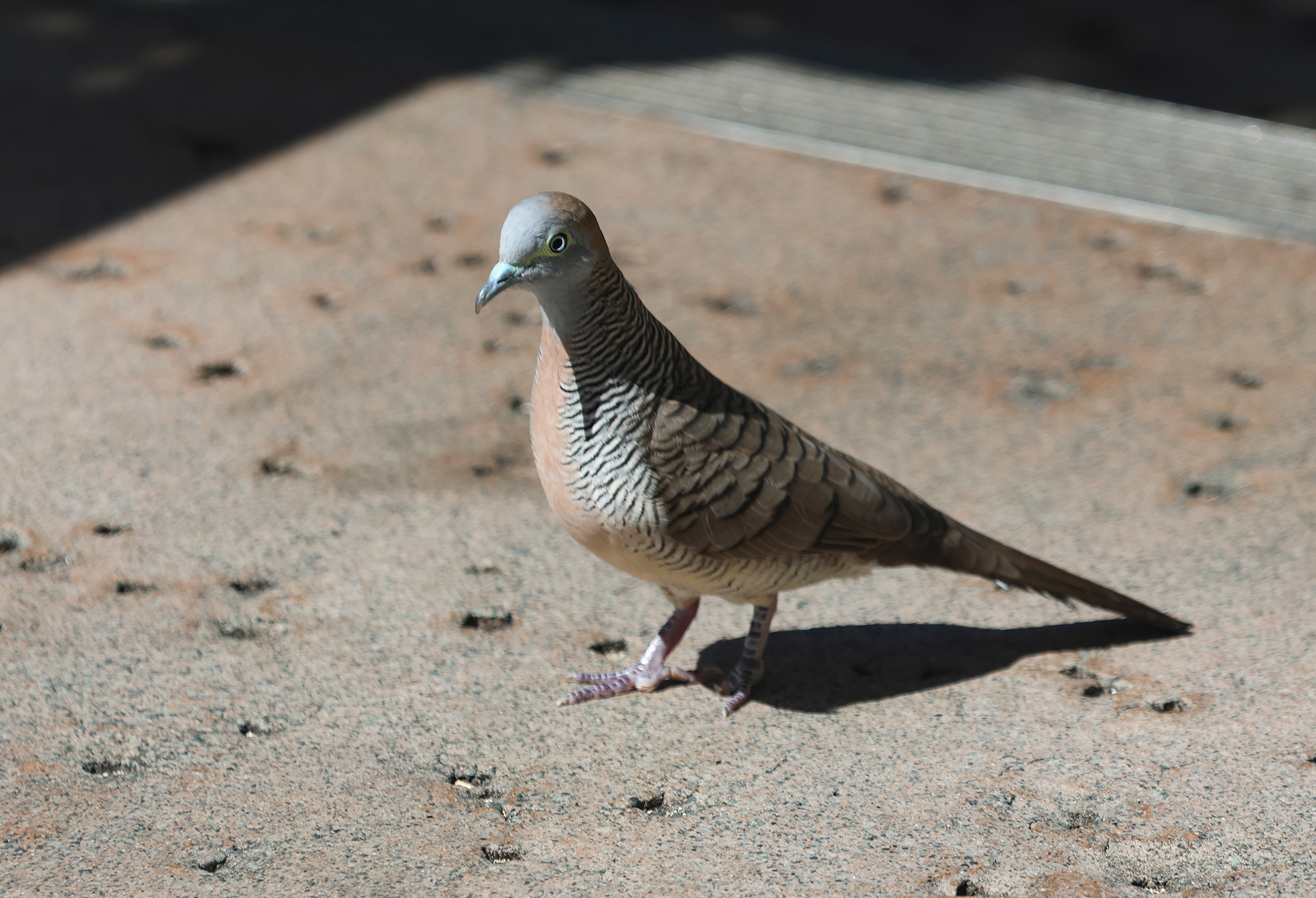 Zebra Dove in Honolulu County, Hawaii (9/30/2023).