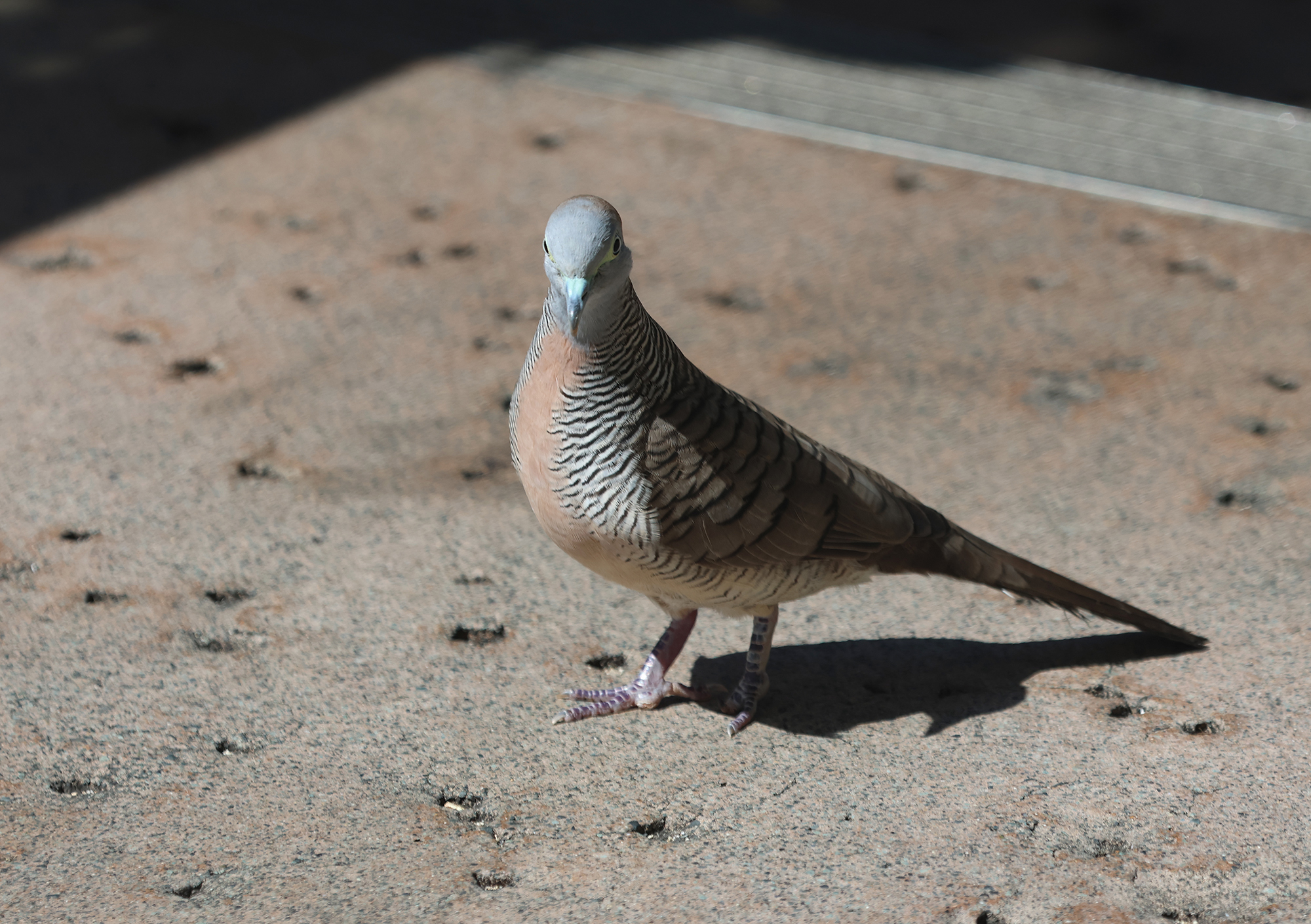 Zebra Dove in Honolulu County, Hawaii (9/30/2023).