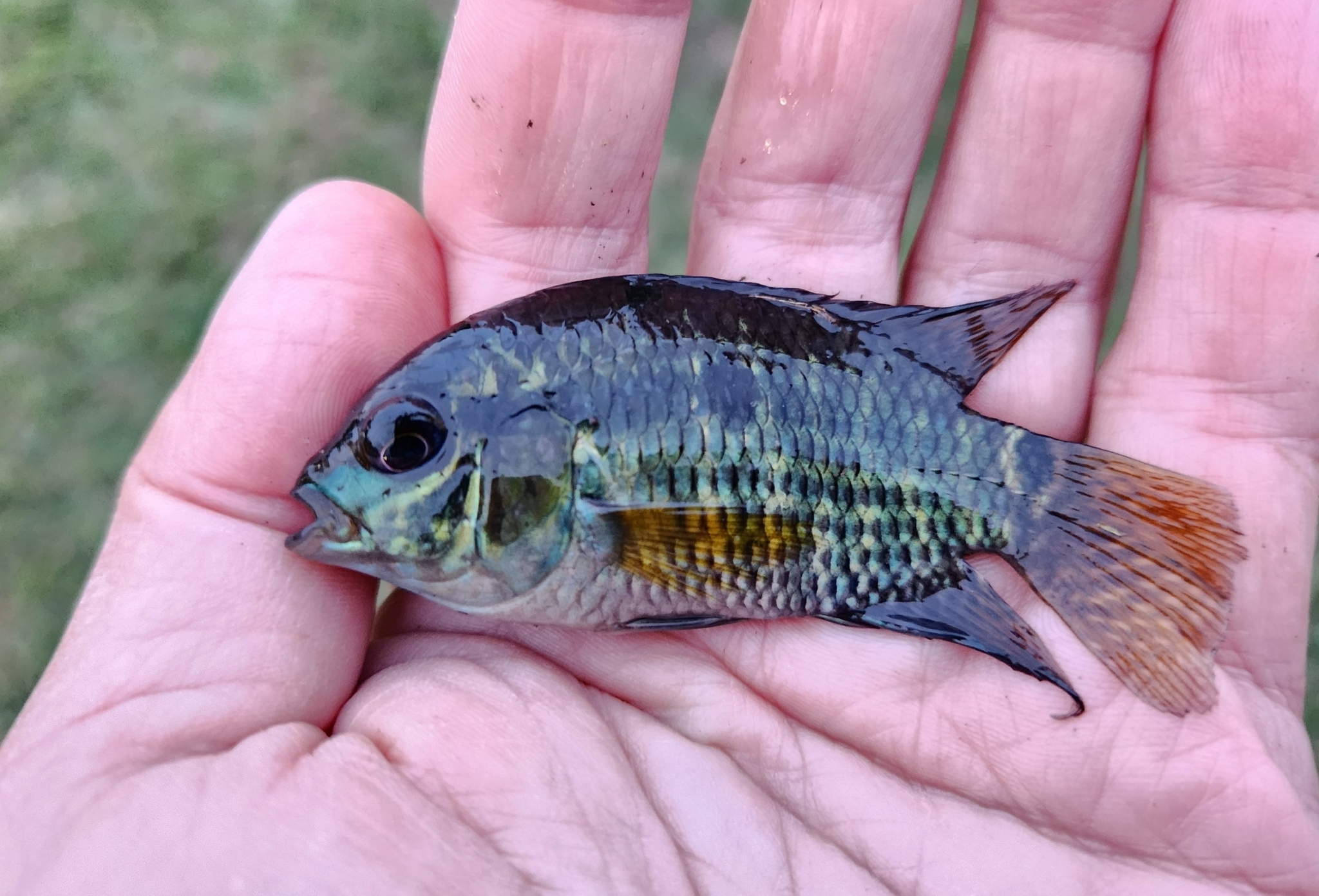 Dimerus Cichlid in Orange County, Florida (11/28/2023).