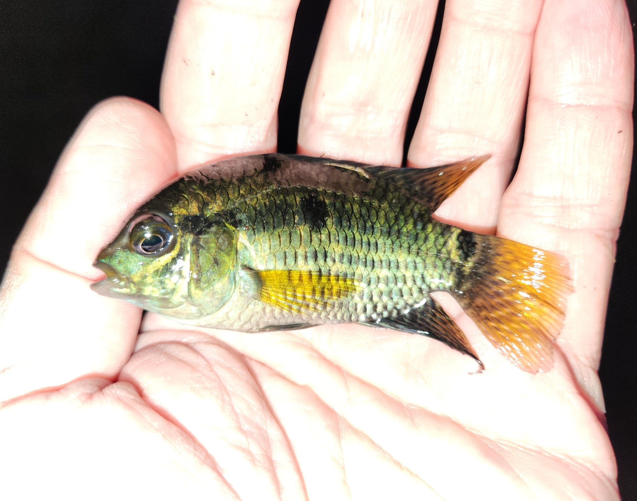 Dimerus Cichlid in Orange County, Florida (11/28/2023).
