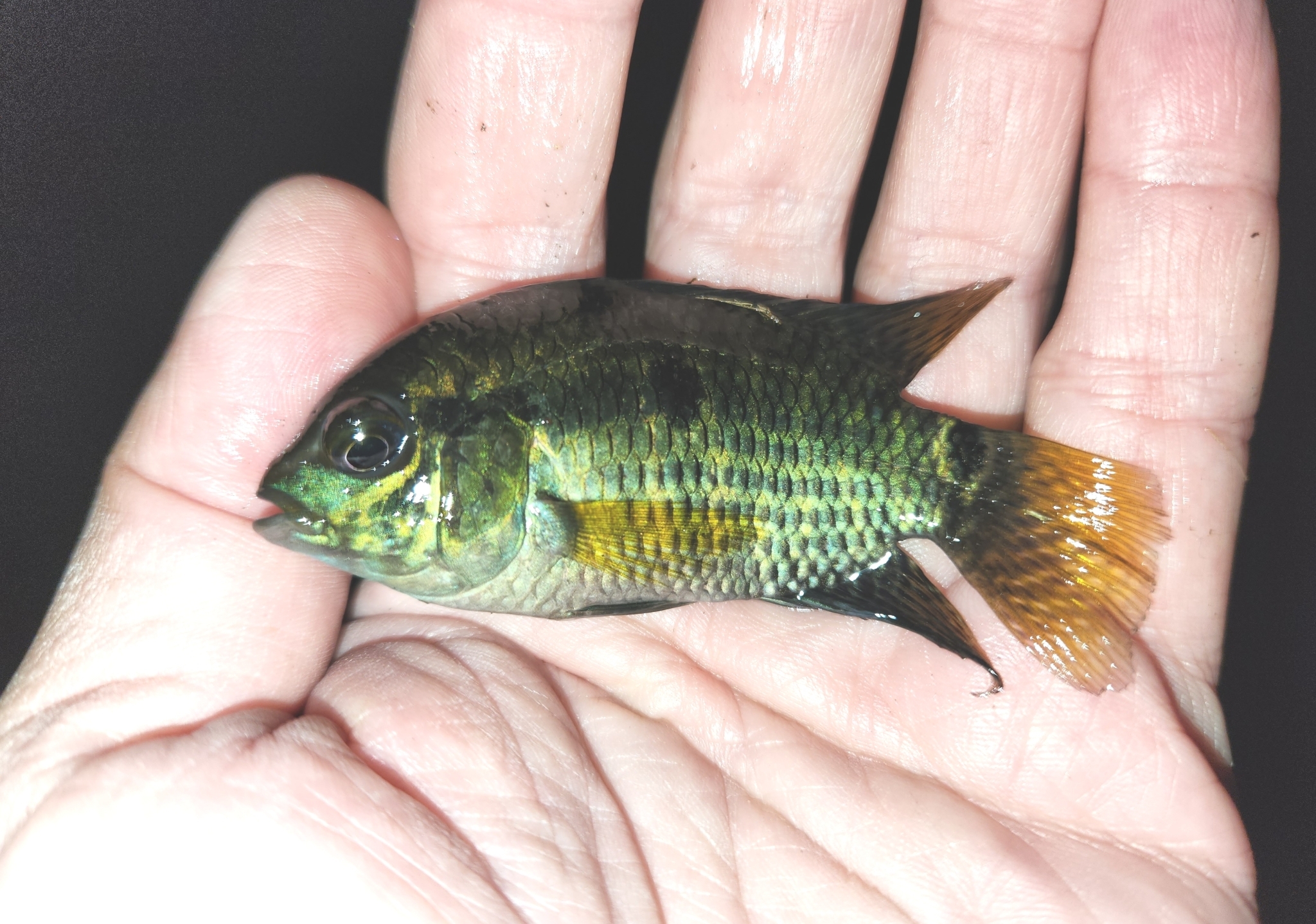 Dimerus Cichlid in Orange County, Florida (11/28/2023).