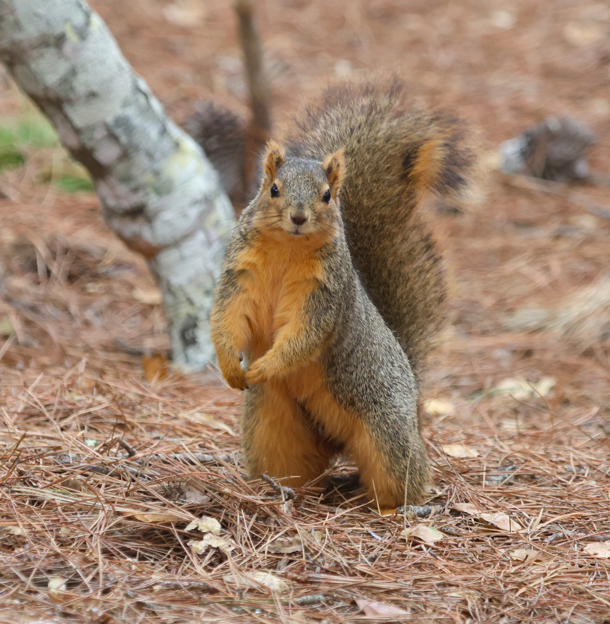BioFiles — Eastern Fox Squirrel (Sciurus niger)