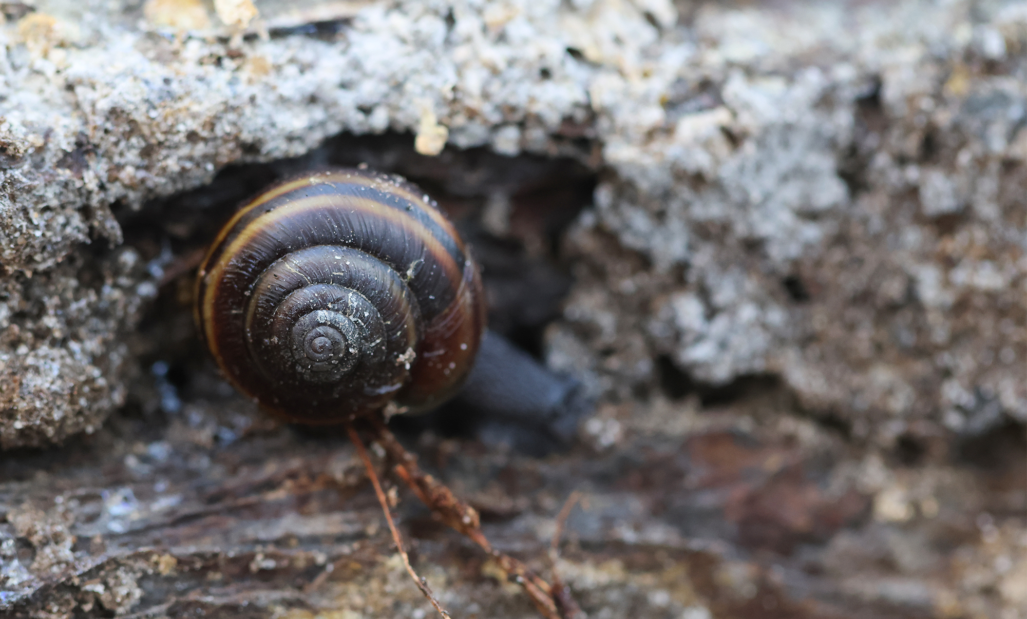 Wikipedia — Redwood Shoulderband Snail (Helminthoglypta sequoicola ...