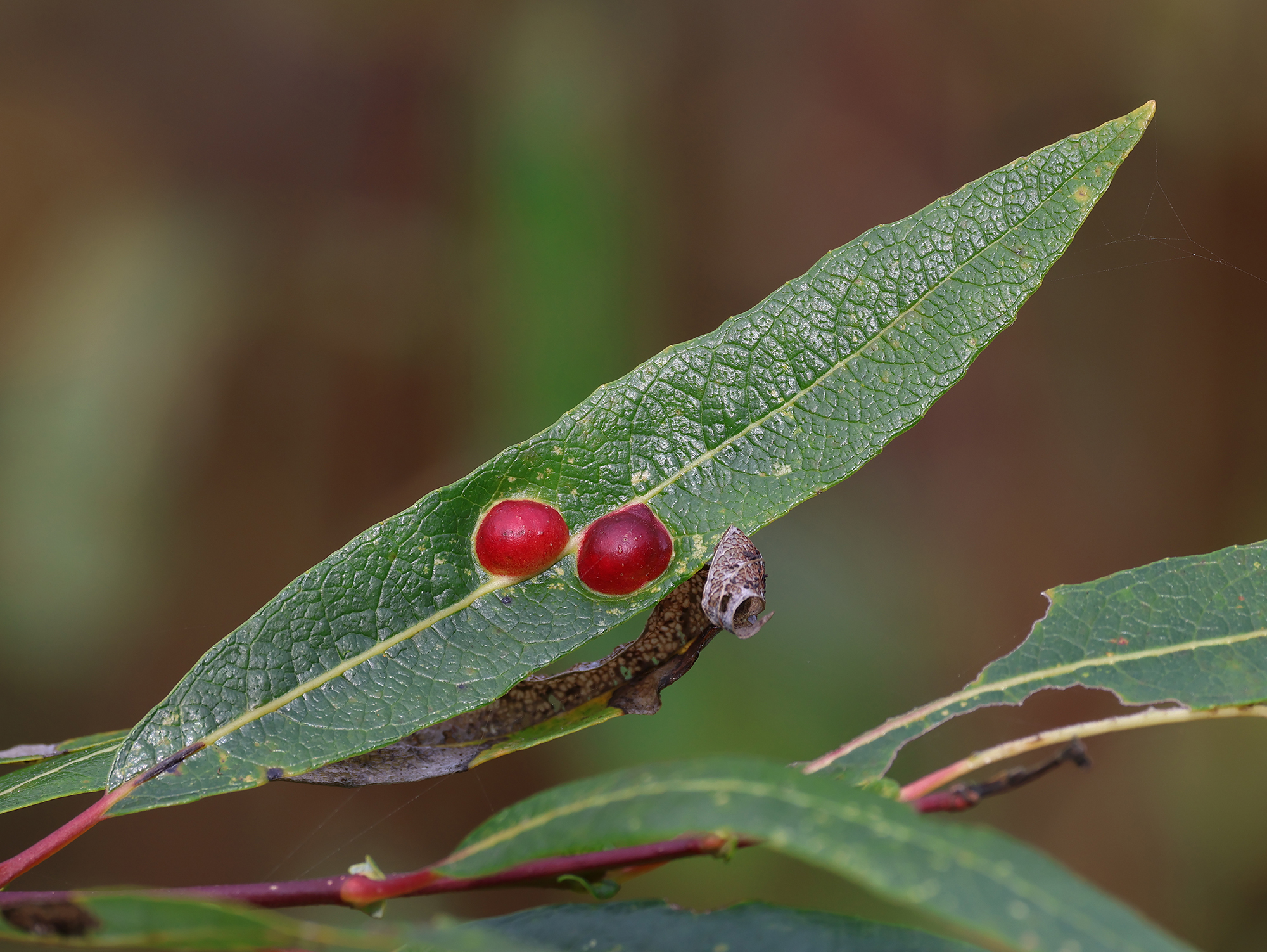 Genus Euura