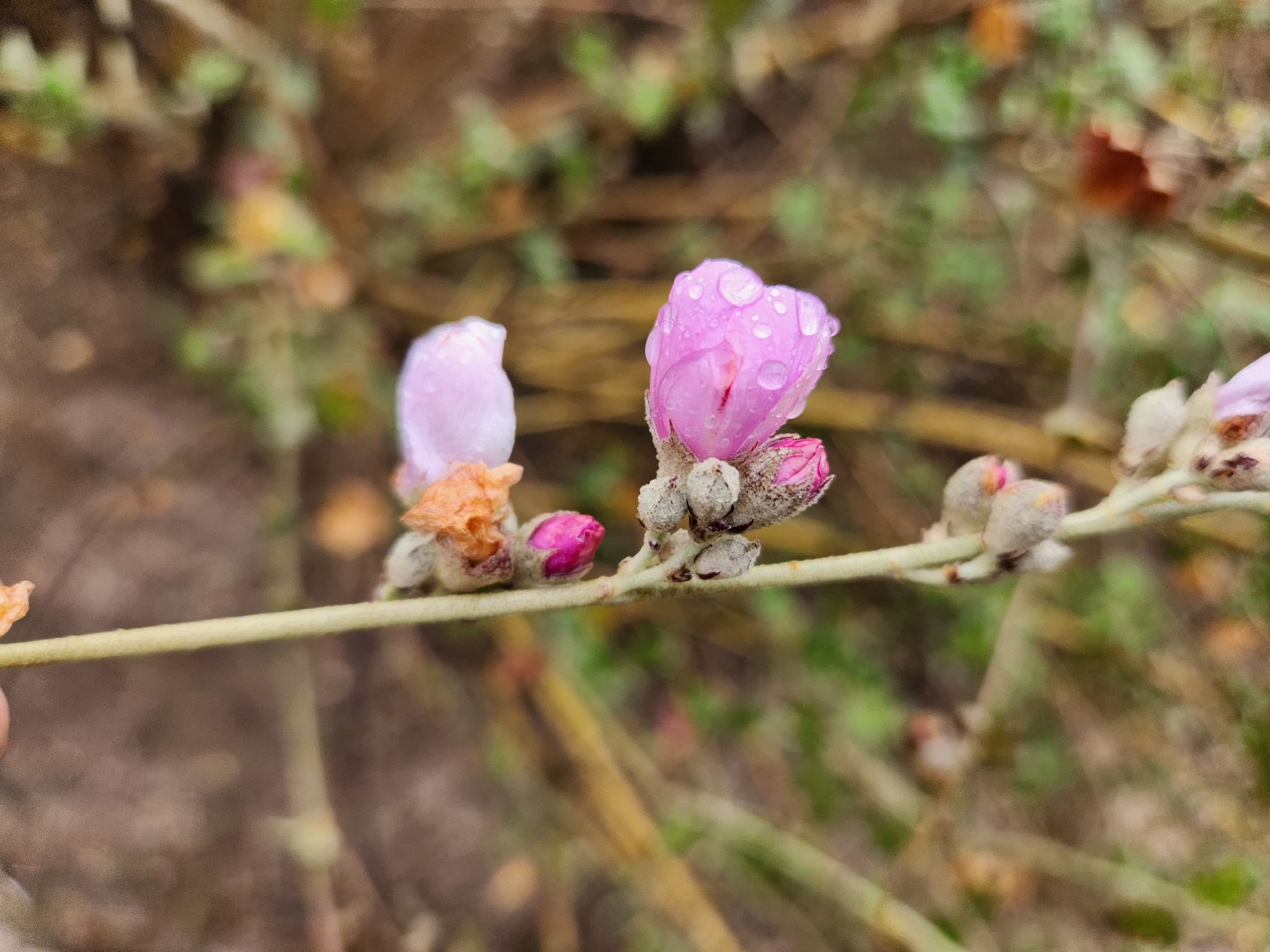 Genus Malacothamnus