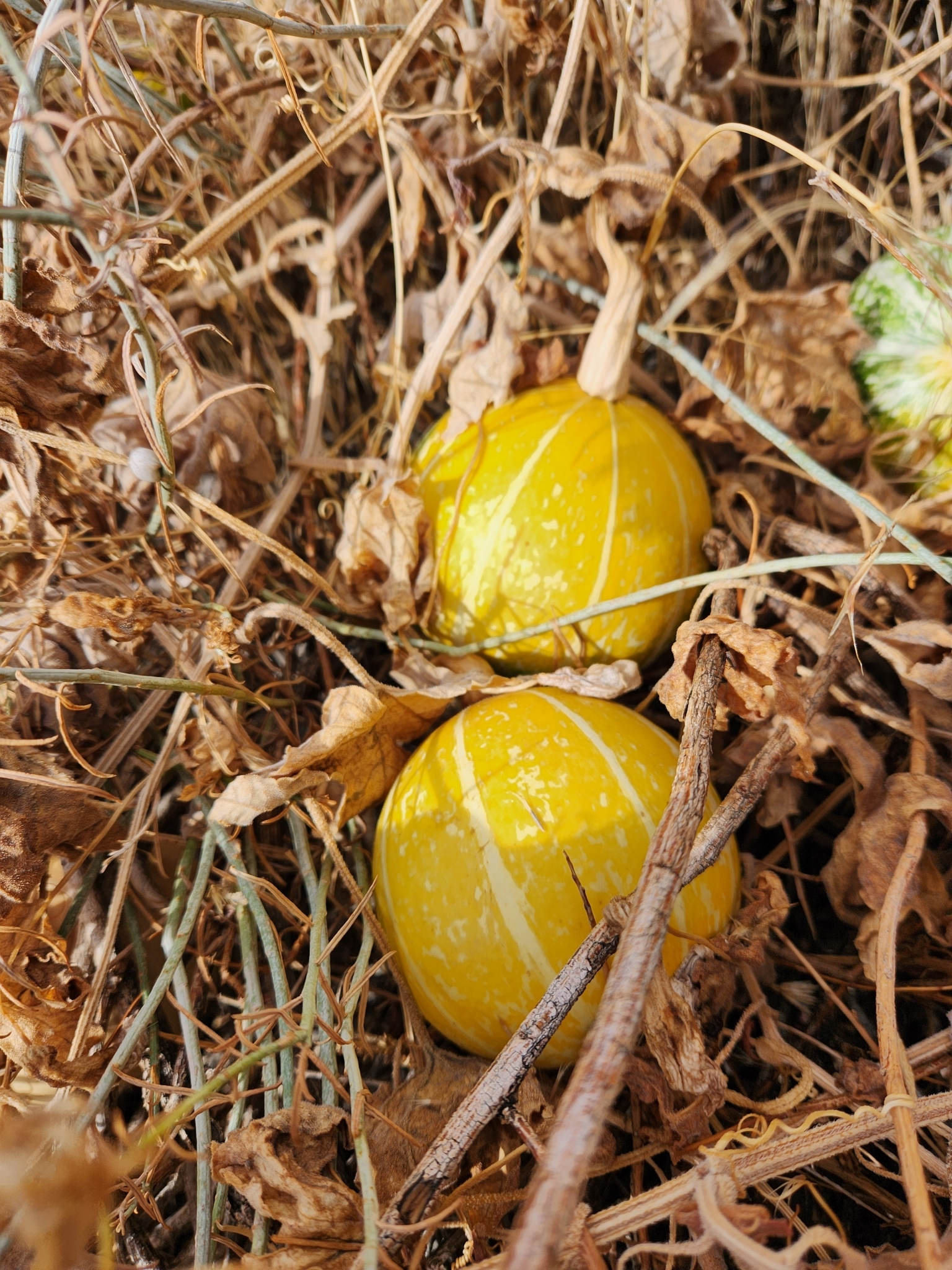 BioFiles  Coyote Melon (Cucurbita palmata)