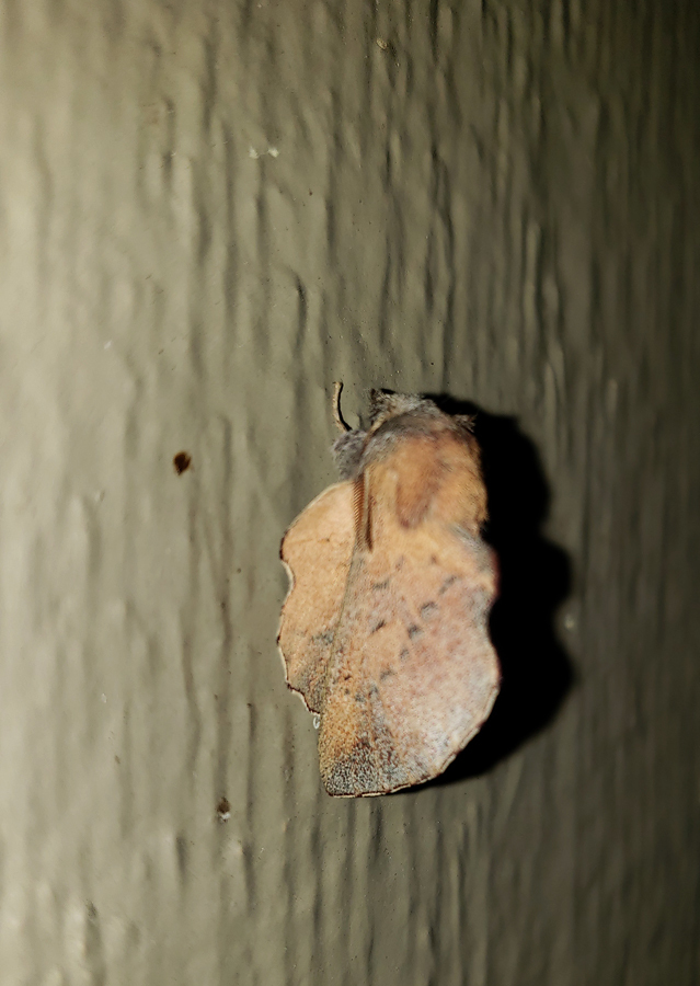 Lappet Moth (Phyllodesma americana)