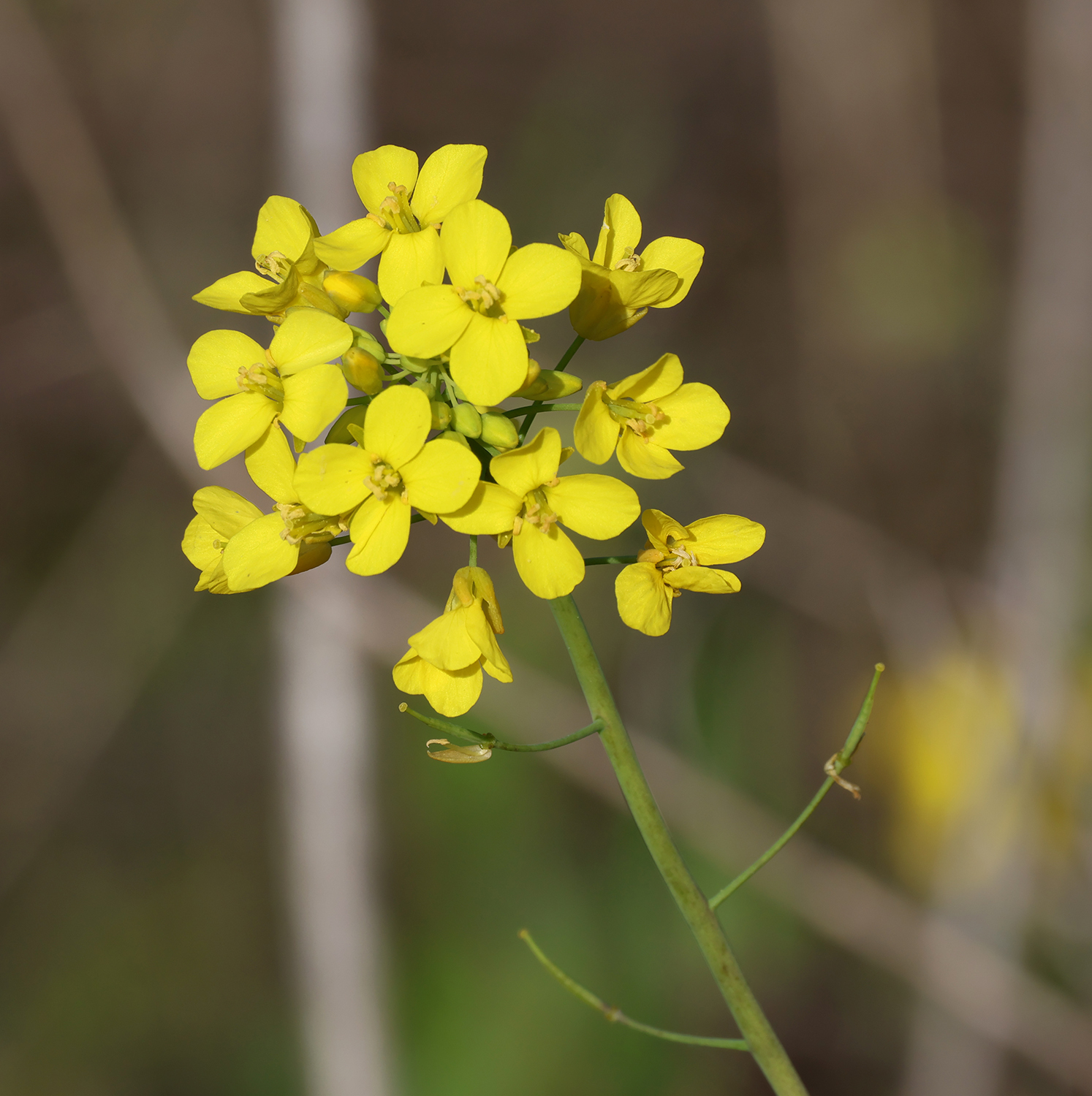 Family Brassicaceae