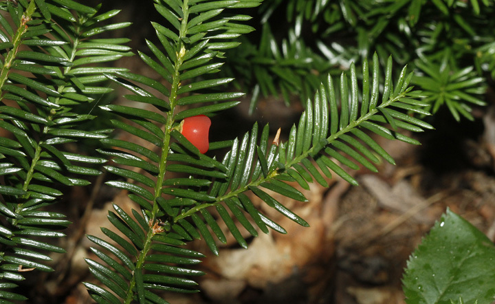 thuja yellow Fluffy Arborvitae (Thuja) main image 1