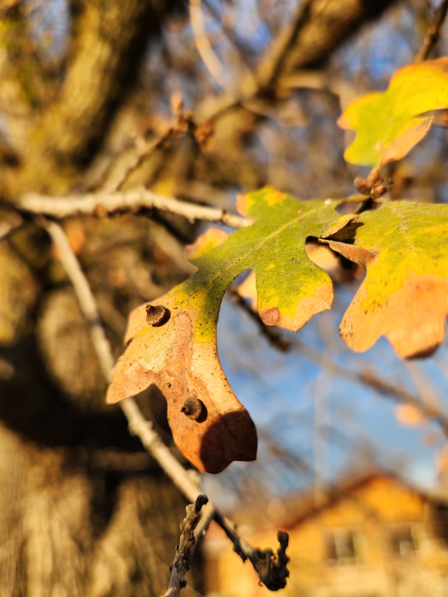 Red Cone Gall Wasp (Feron kingi)