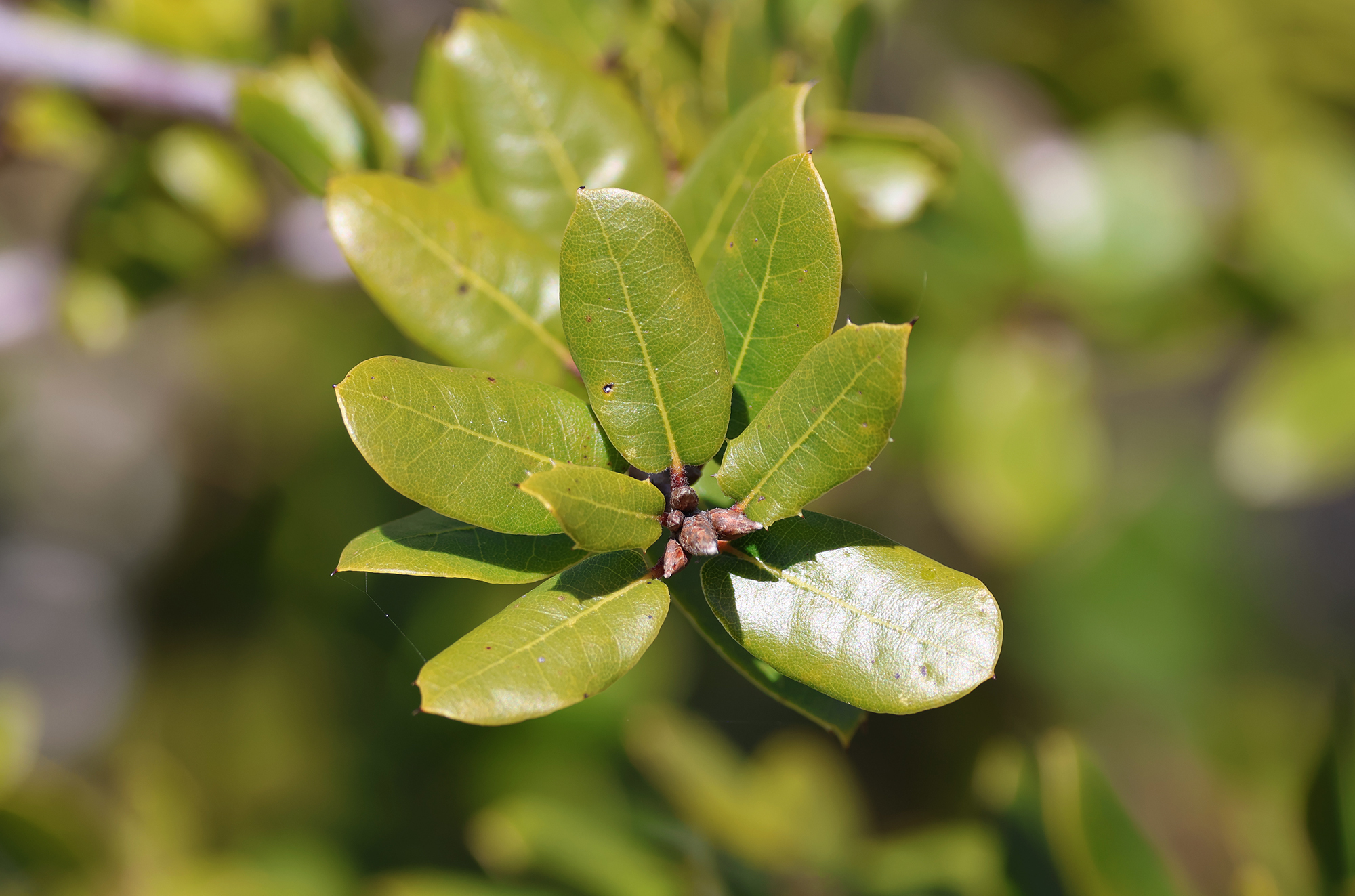 Genus Quercus