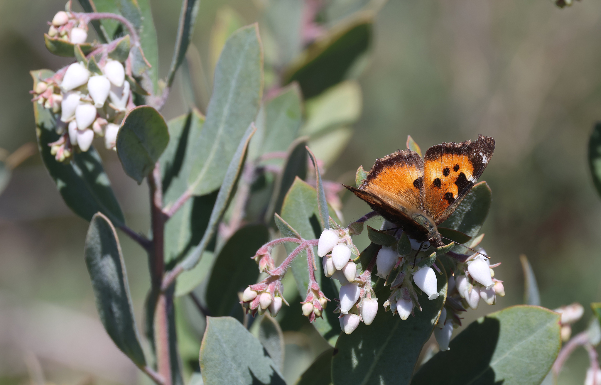 California Tortoiseshell (Nymphalis californica)