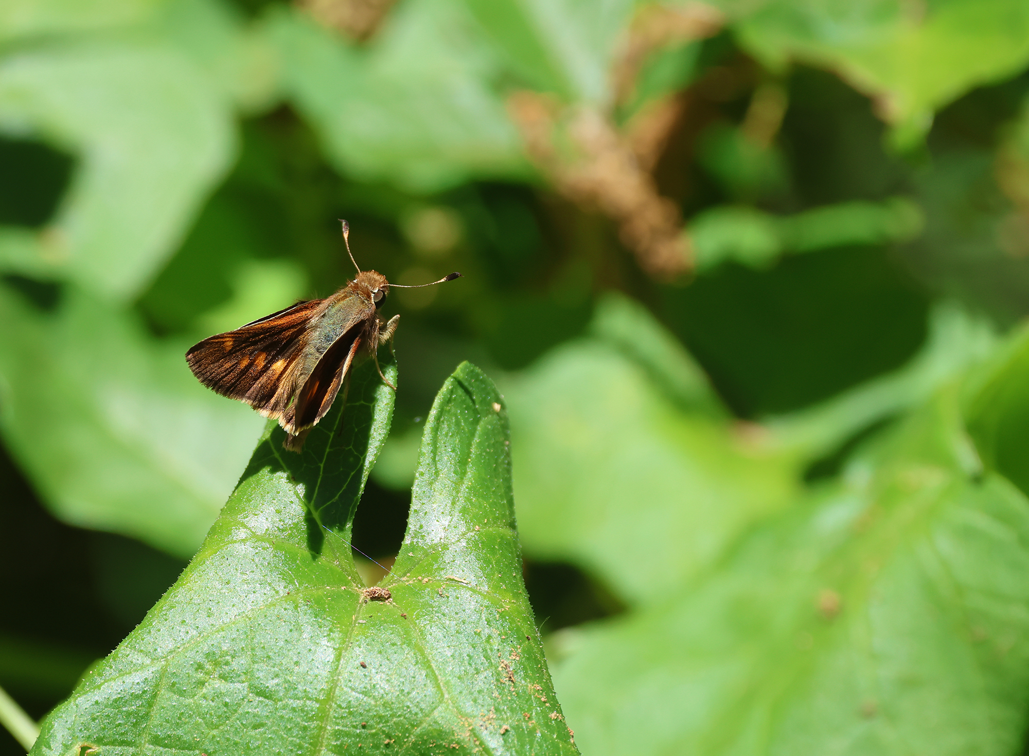 Umber Skipper (Lon melane)