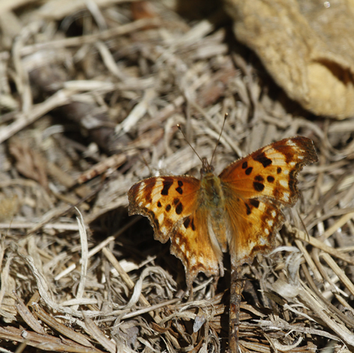 Oreas Comma (Polygonia oreas)