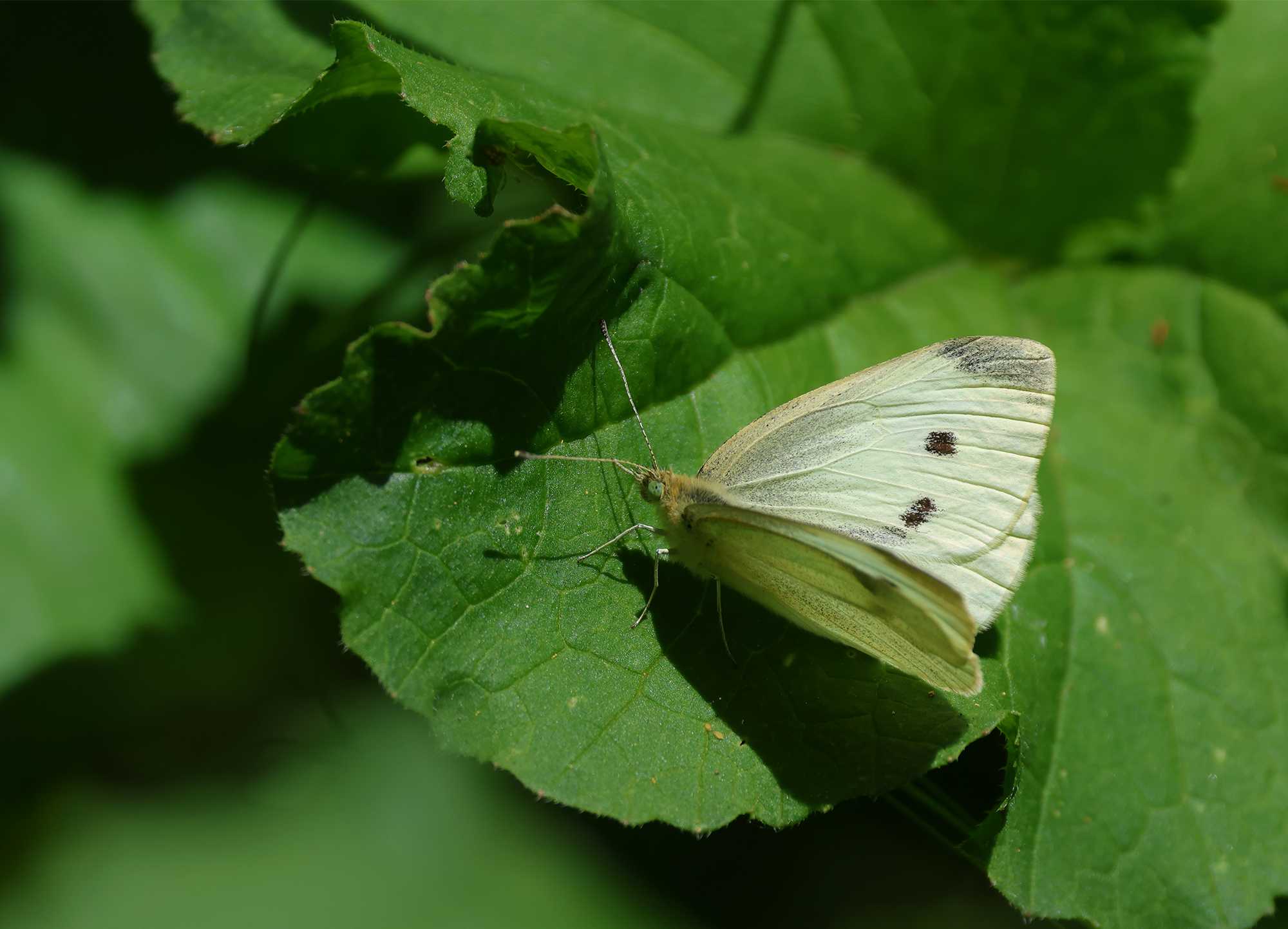 Cabbage White (Pieris rapae)