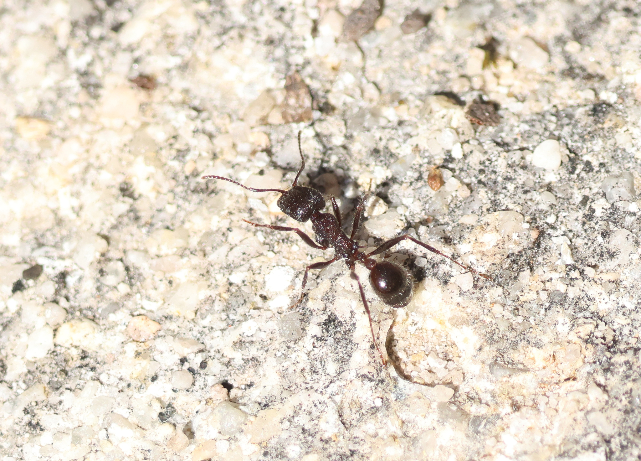 Ants