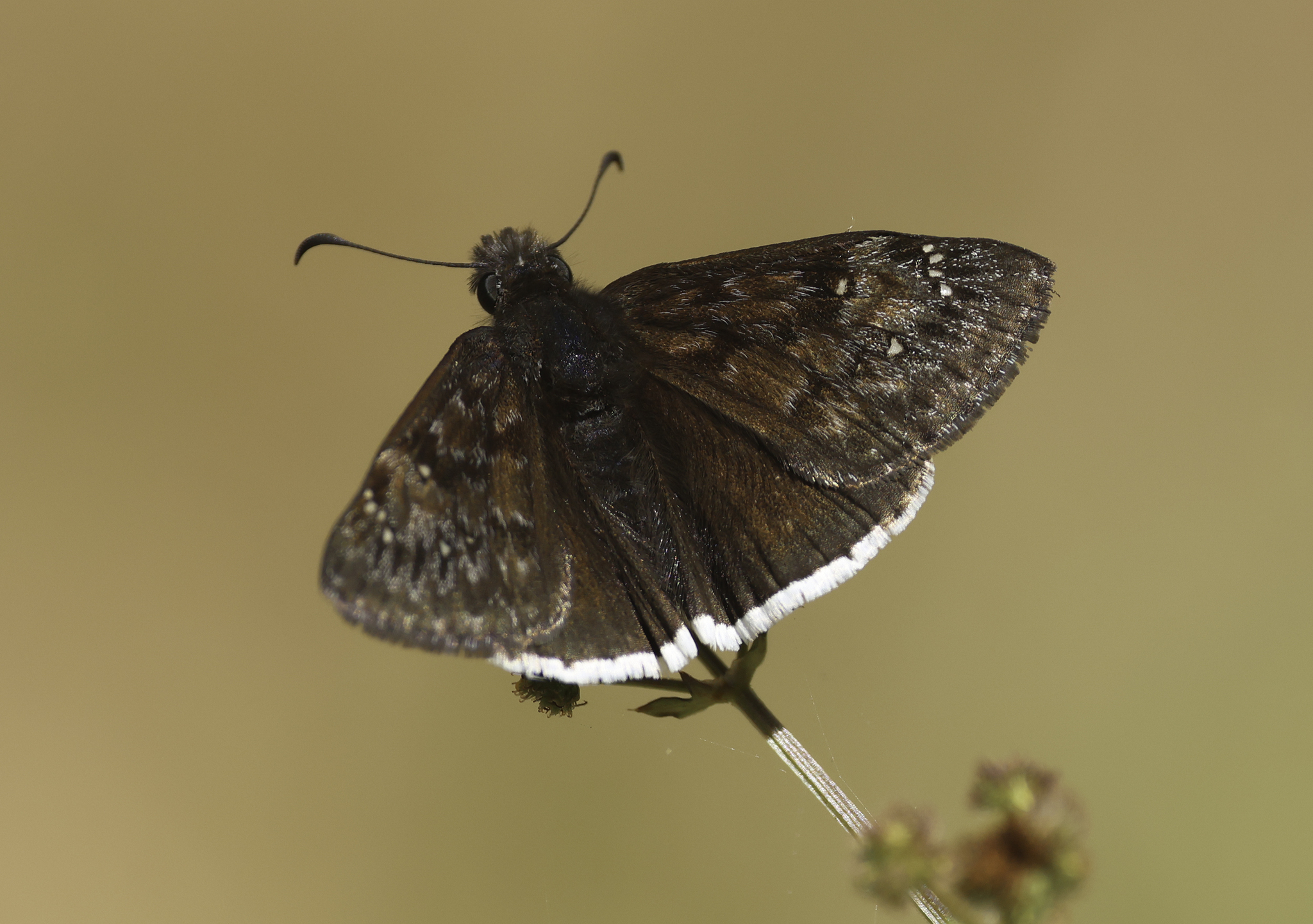 Mournful Duskywing (Erynnis tristis)