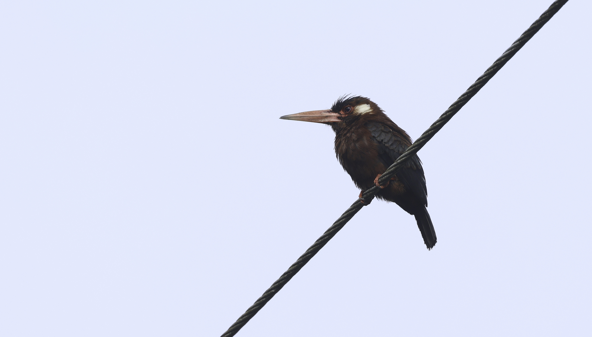 White-eared Jacamar in Tena County, Napo, Ecuador (5/30/2024).