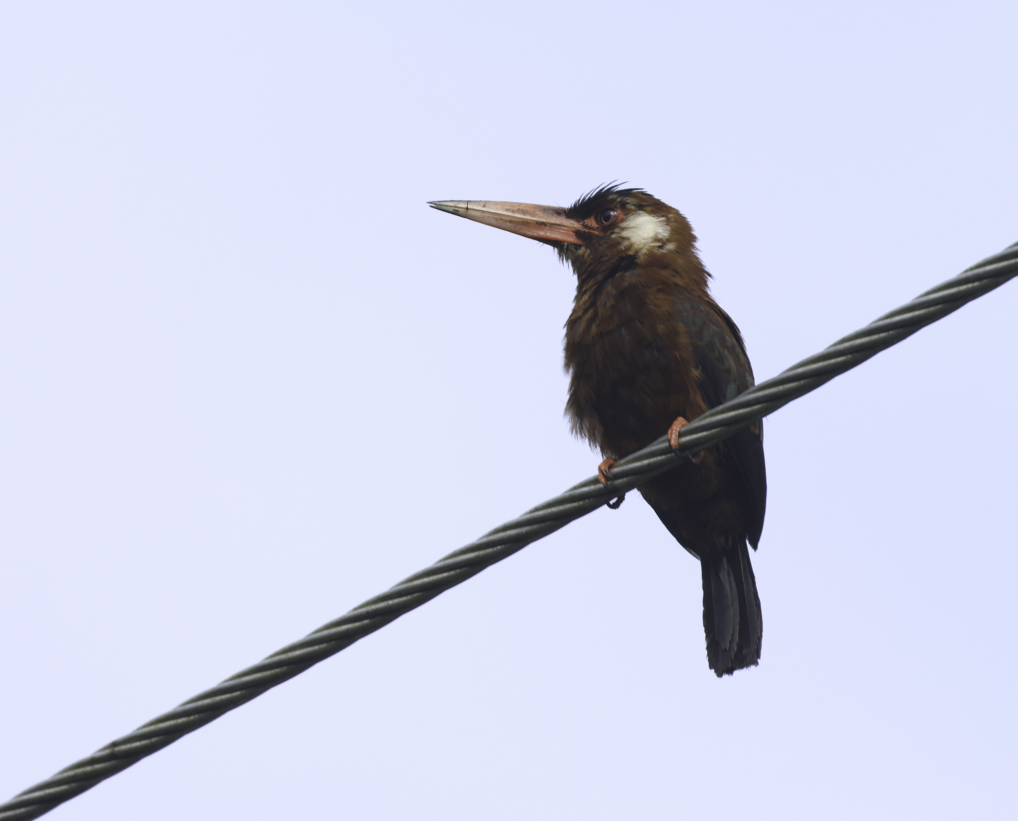 White-eared Jacamar in Tena County, Napo, Ecuador (5/30/2024).