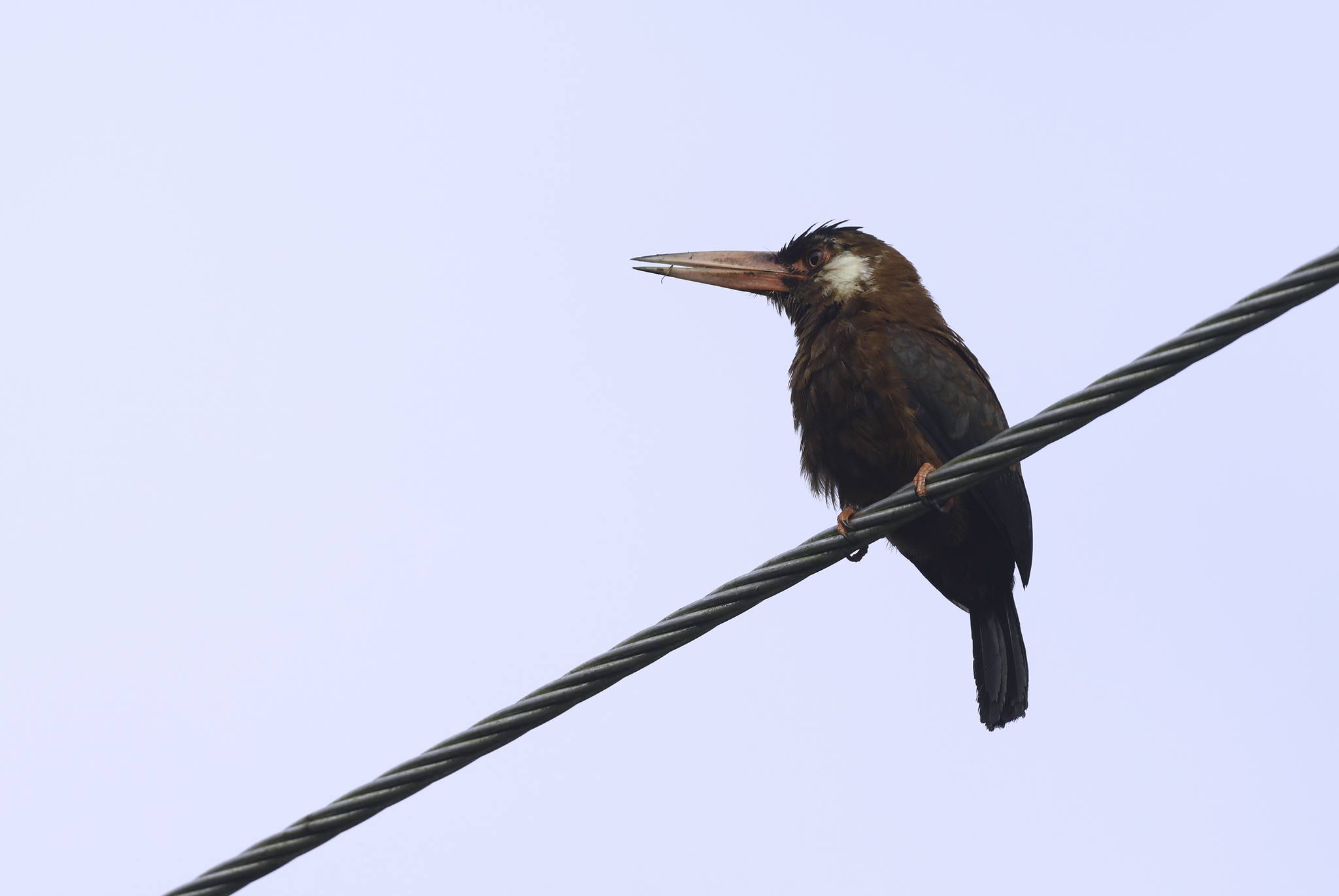 White-eared Jacamar in Tena County, Napo, Ecuador (5/30/2024).