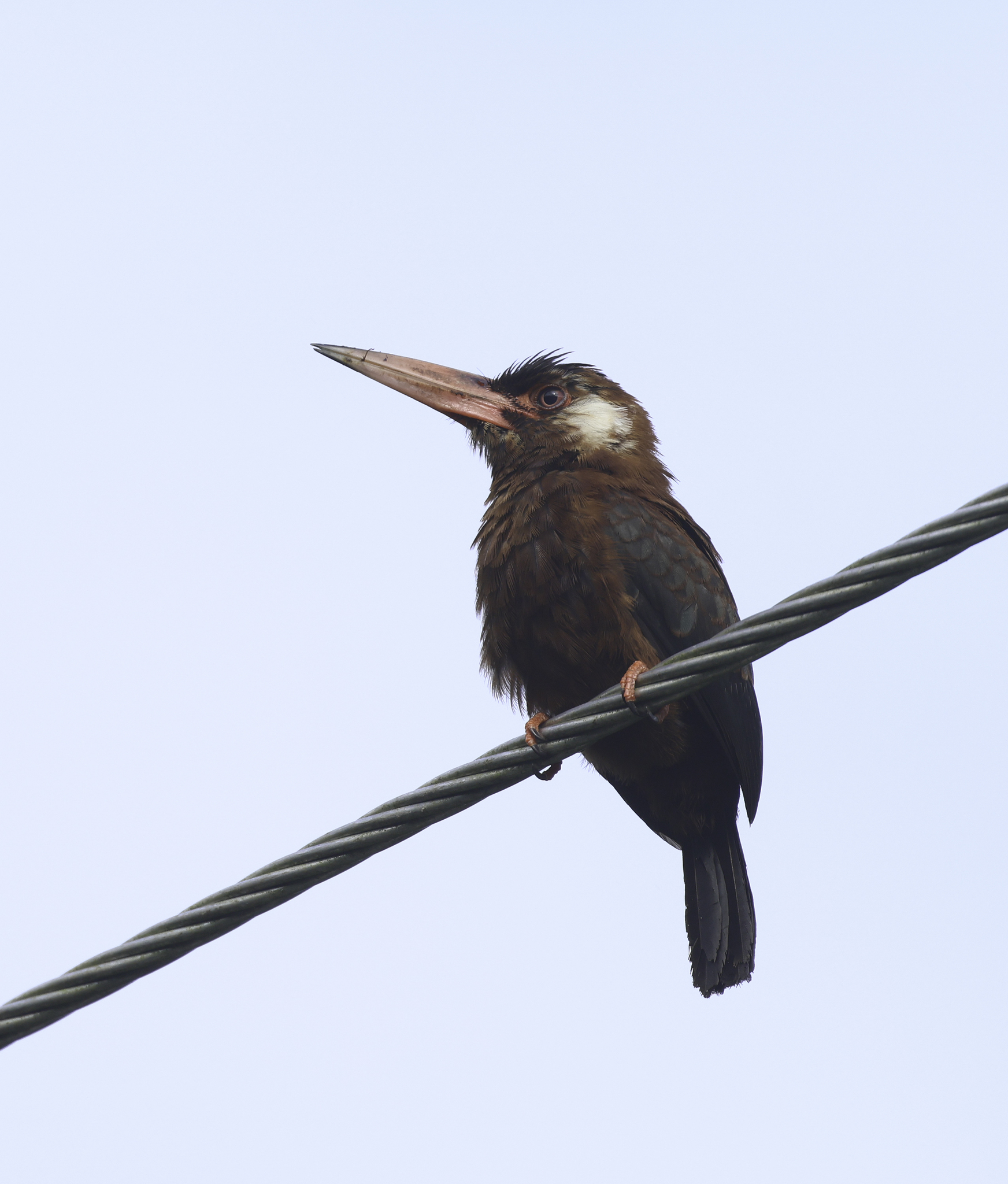 White-eared Jacamar in Tena County, Napo, Ecuador (5/30/2024).