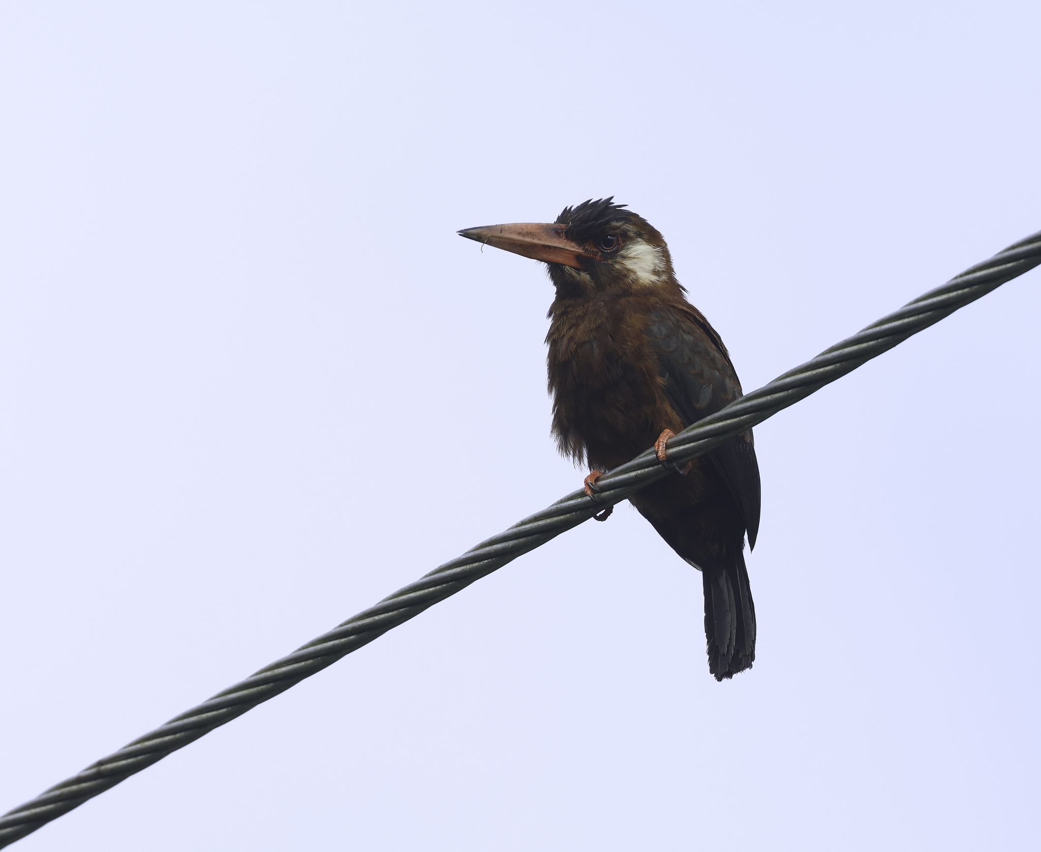 White-eared Jacamar in Tena County, Napo, Ecuador (5/30/2024).