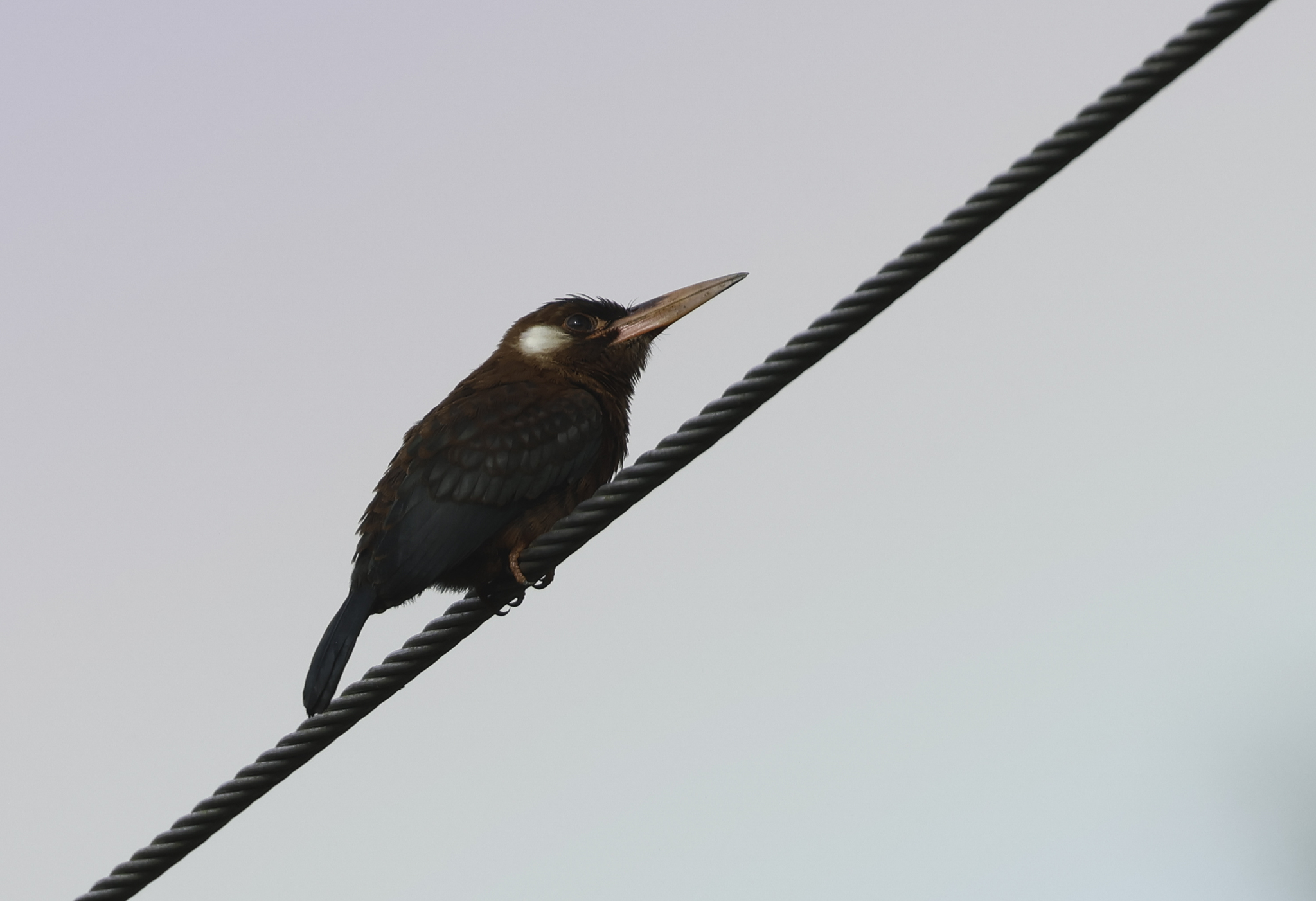White-eared Jacamar in Tena County, Napo, Ecuador (5/30/2024).