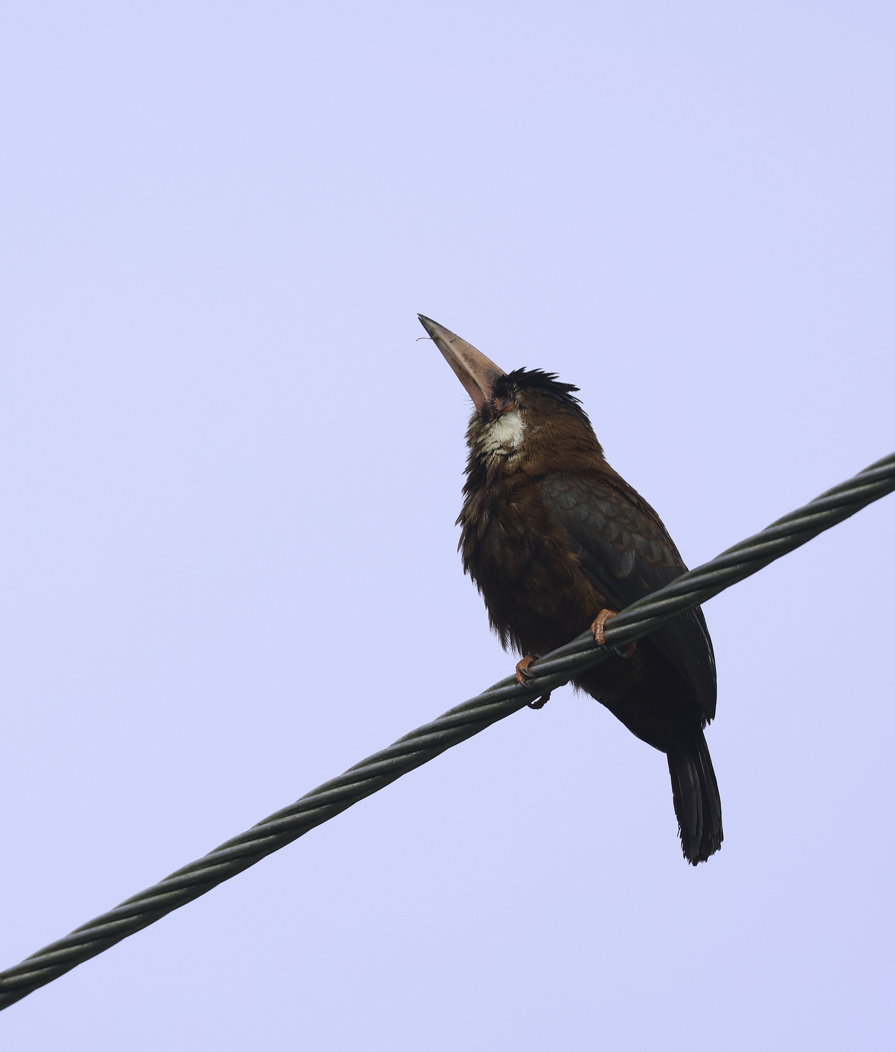 White-eared Jacamar in Tena County, Napo, Ecuador (5/30/2024).