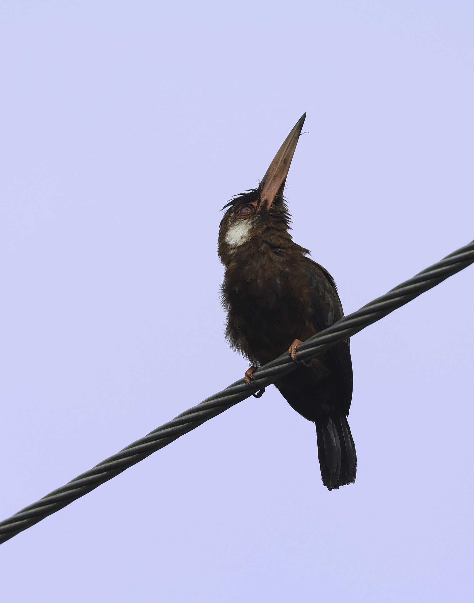 White-eared Jacamar in Tena County, Napo, Ecuador (5/30/2024).