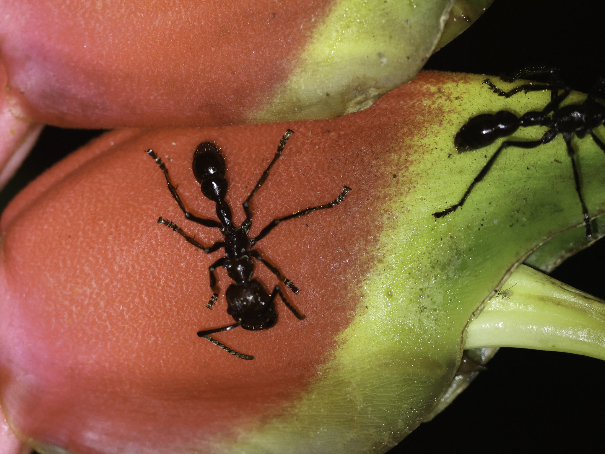 Ants