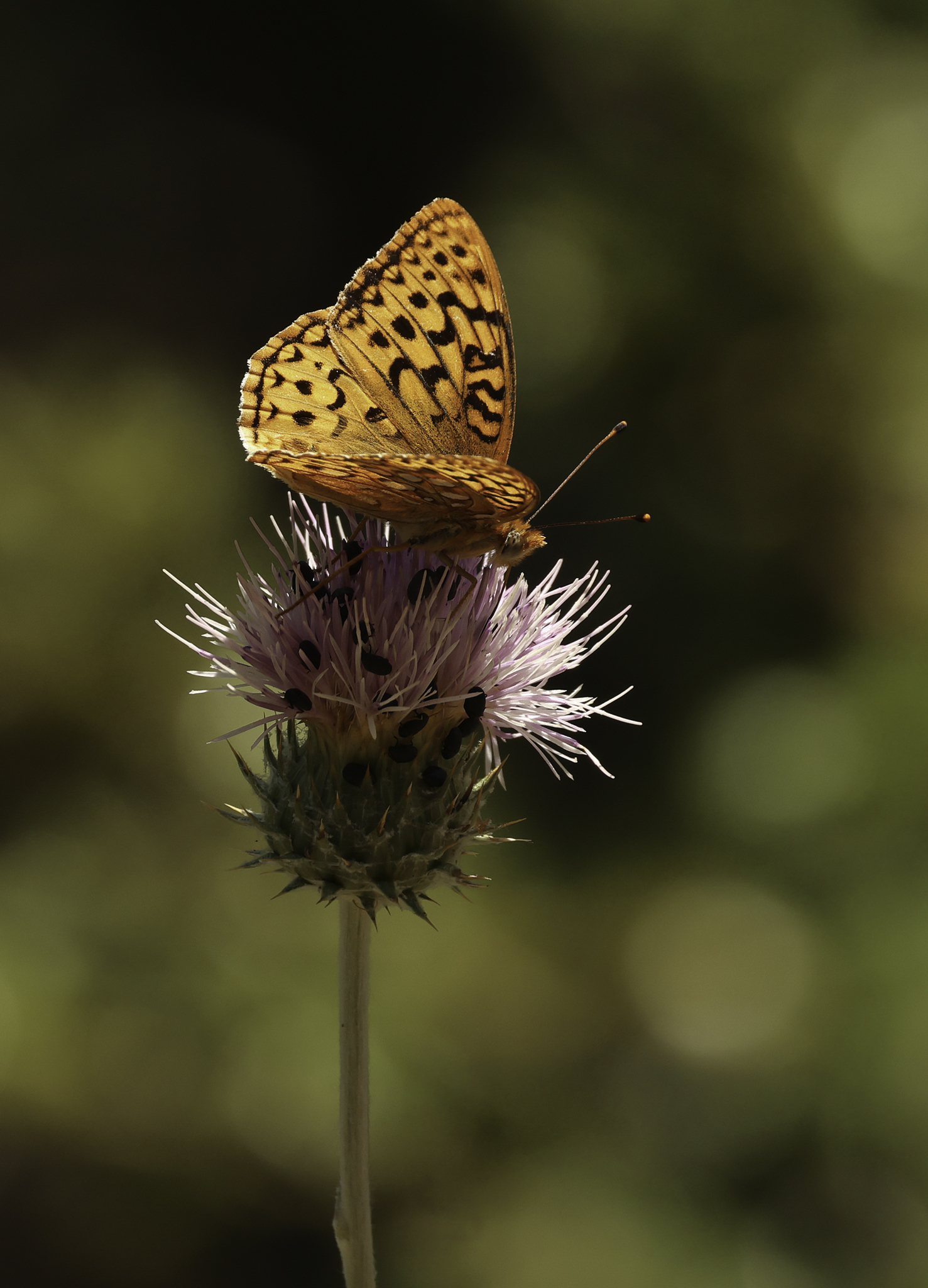 Coronis Fritillary (Argynnis coronis)