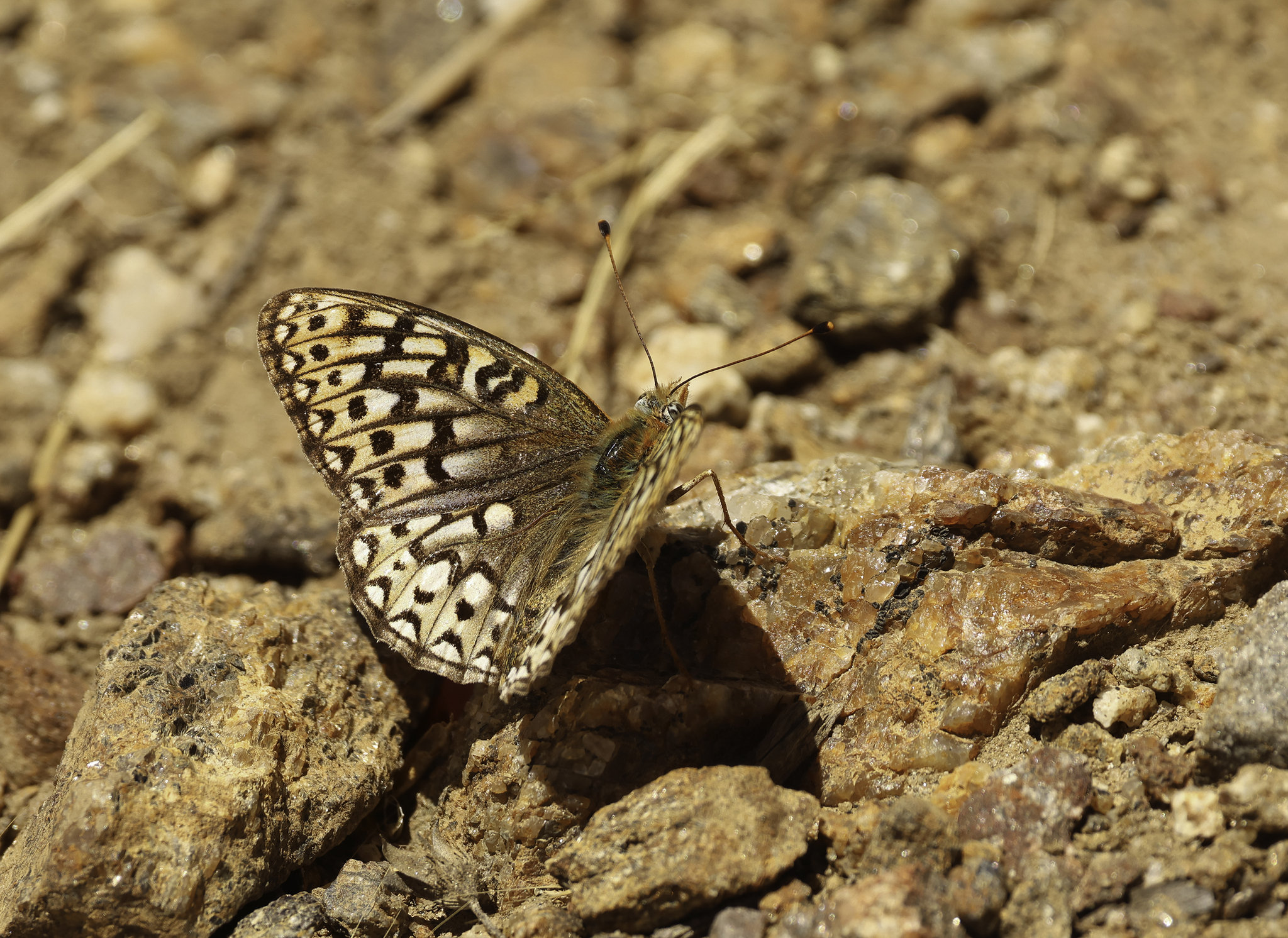 Callippe Fritillary (Argynnis callippe)