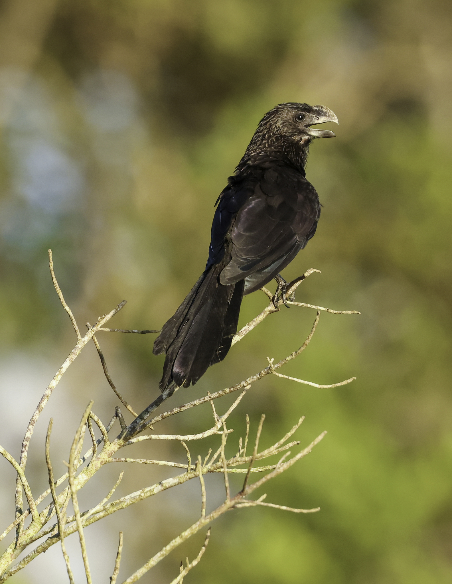 Smooth-billed Ani in Shushufindi County, Sucumbios, Ecuador (6/3/2024).